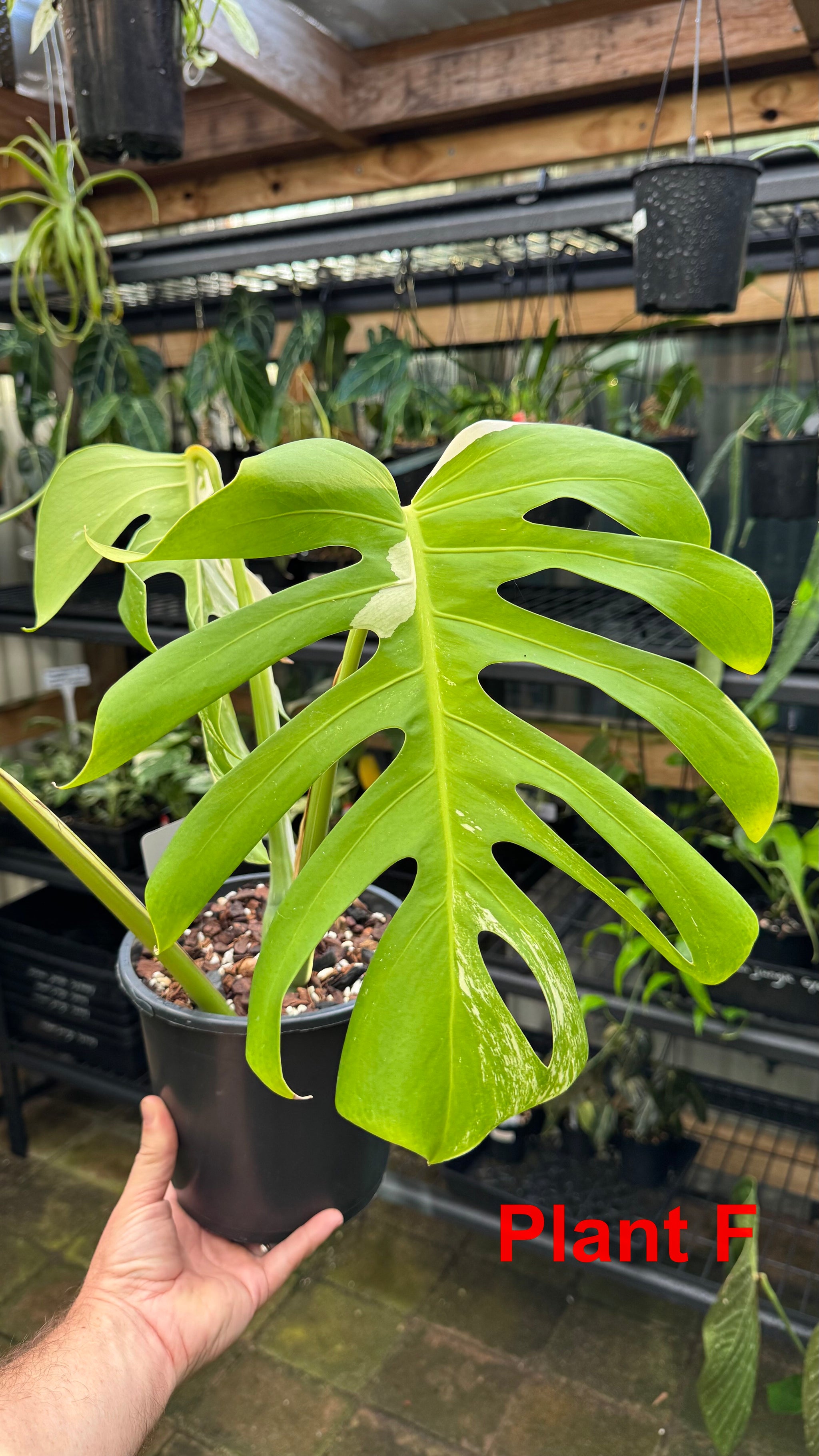 Monstera borsigiana variegated albo