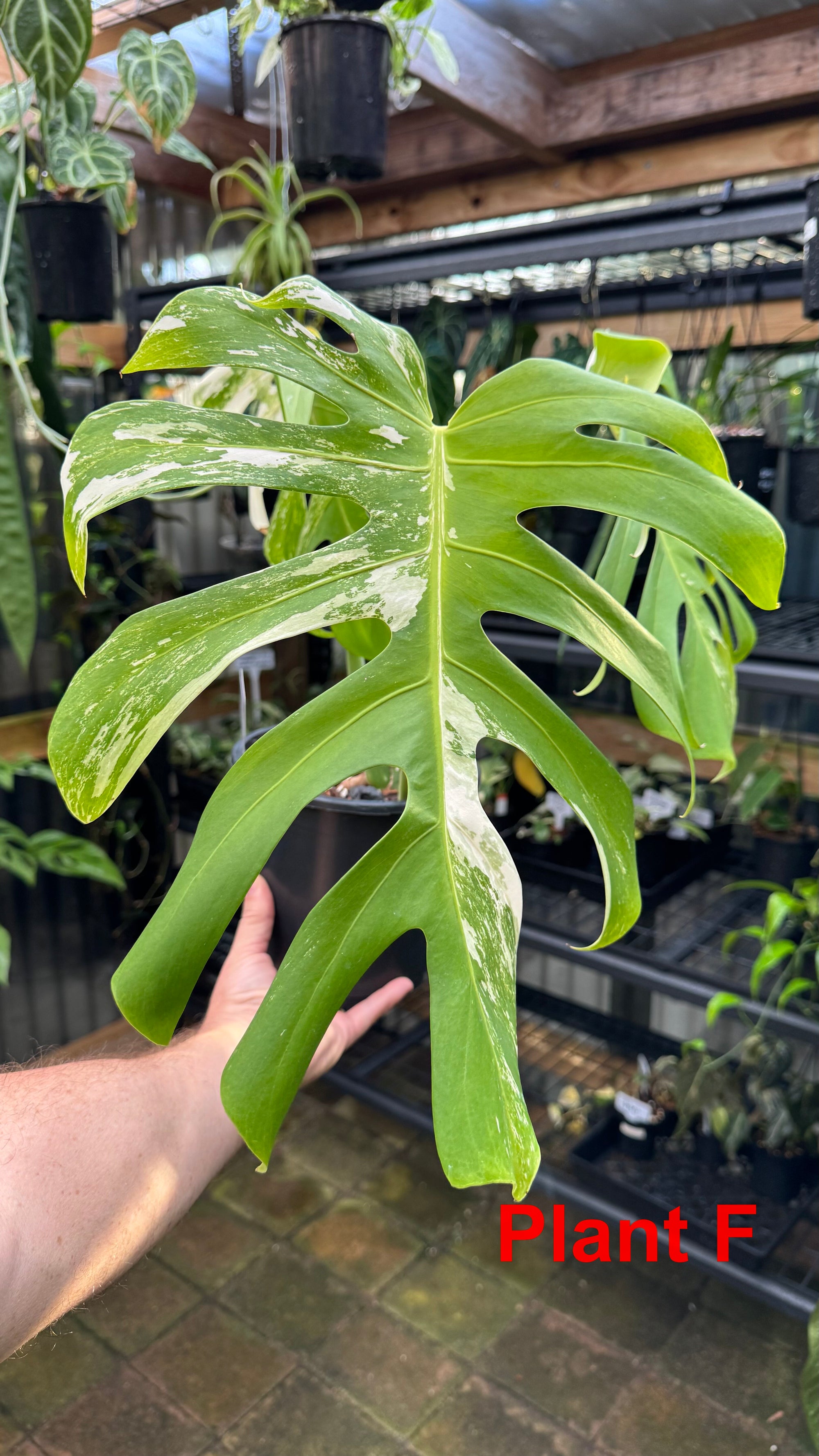 Monstera borsigiana variegated albo