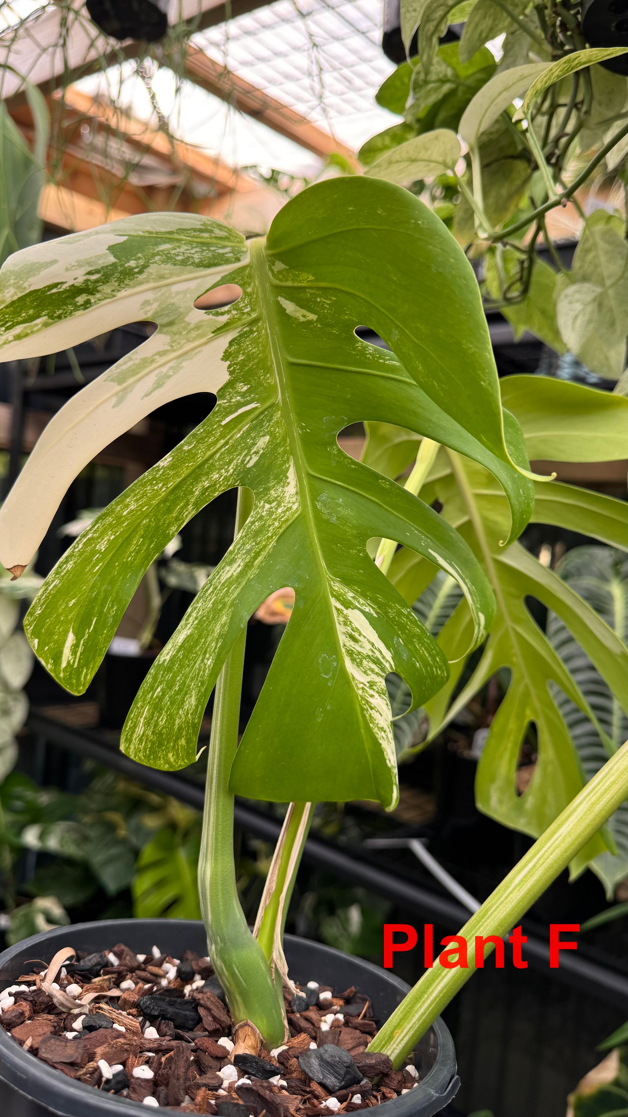 Monstera borsigiana variegated albo