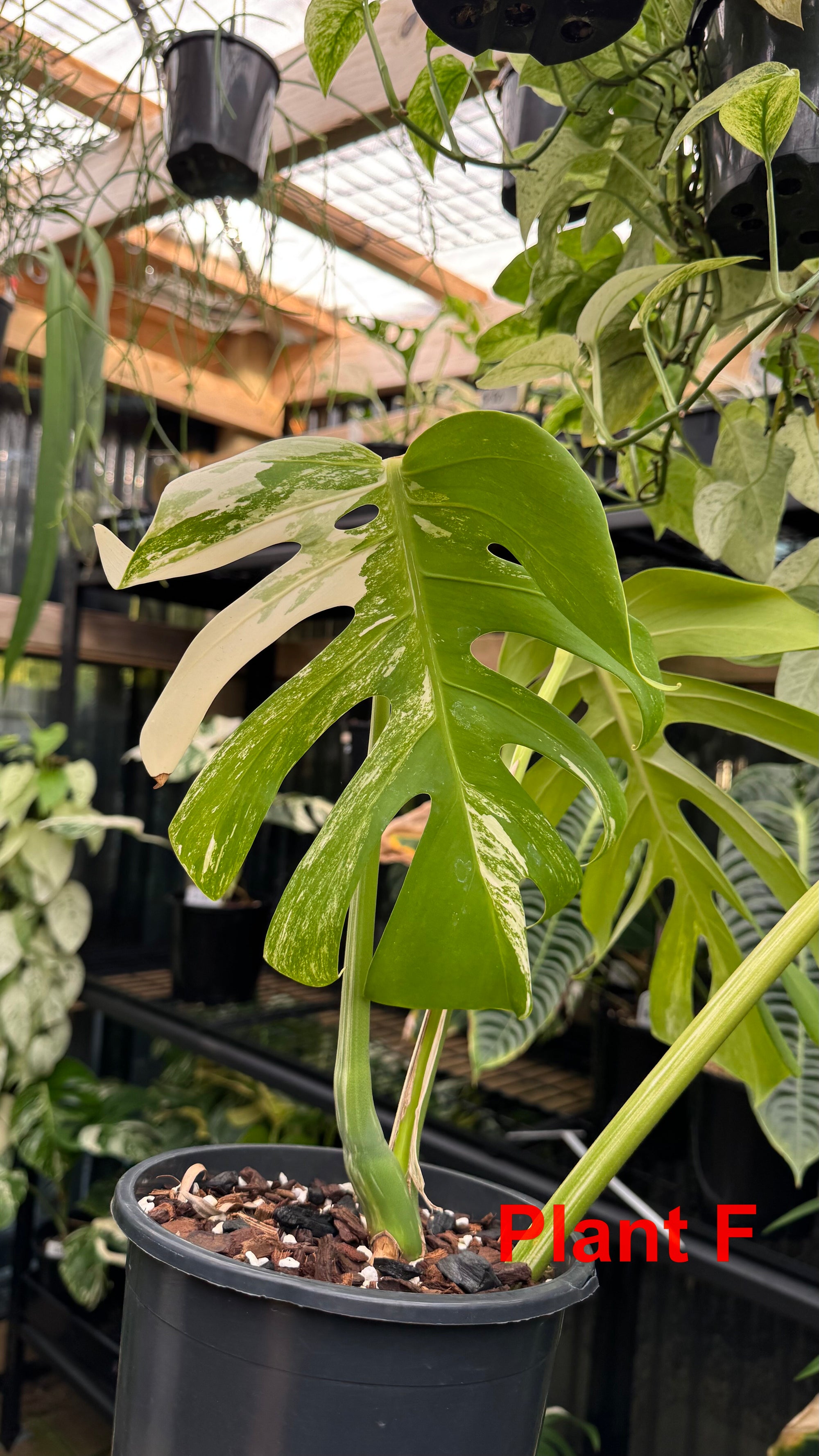 Monstera borsigiana variegated albo