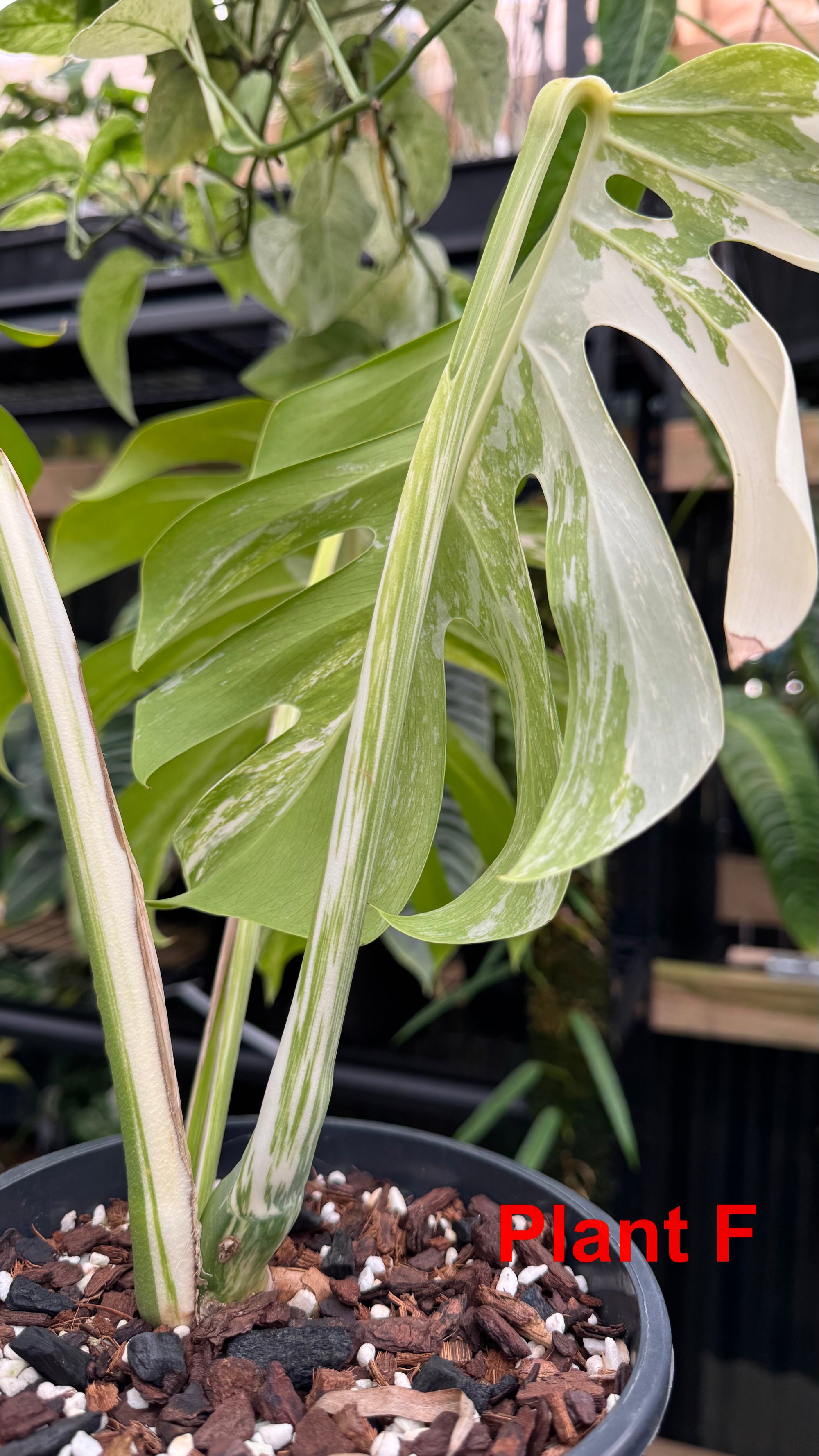 Monstera borsigiana variegated albo