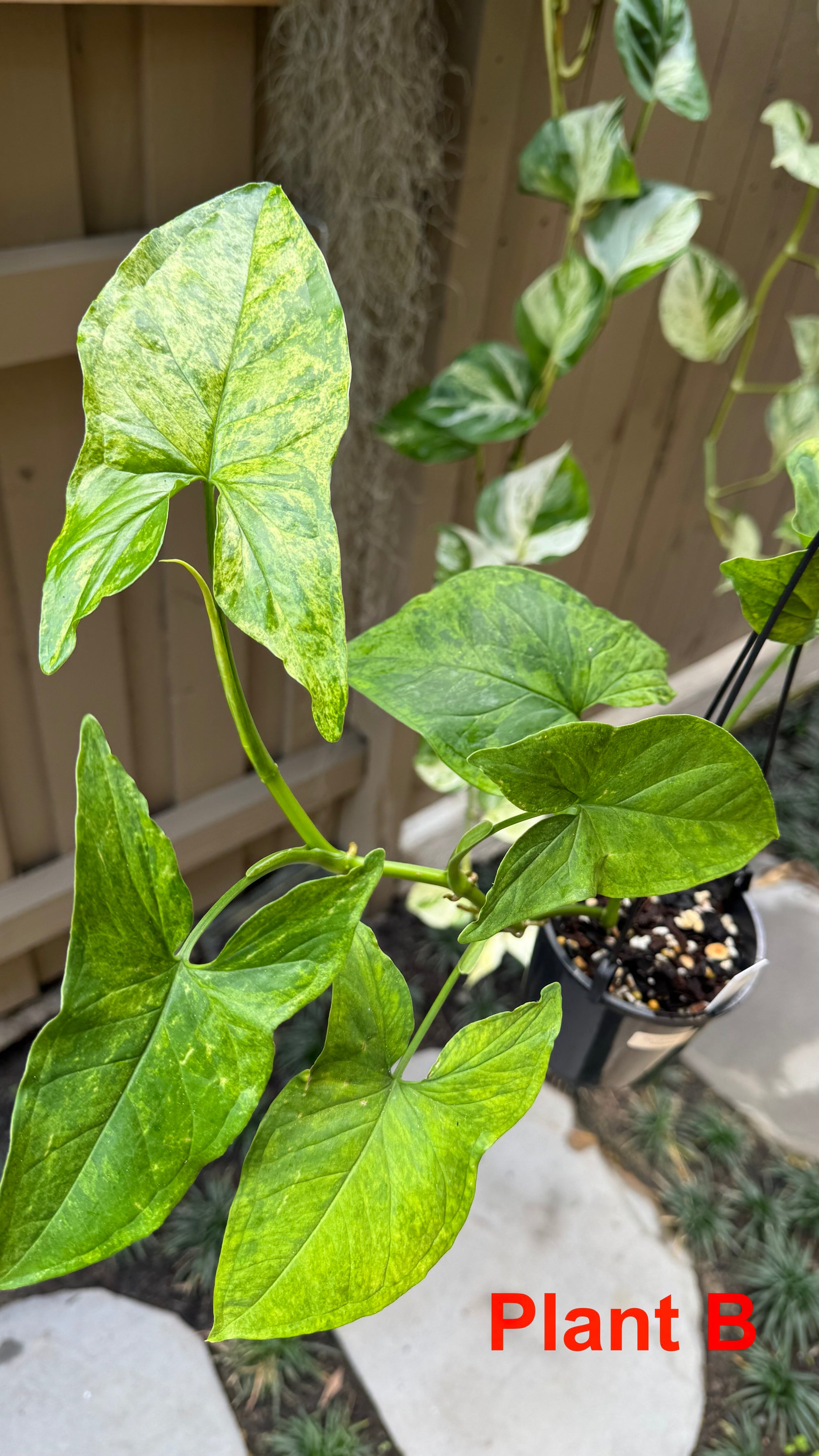 Syngonium 'Mojito'