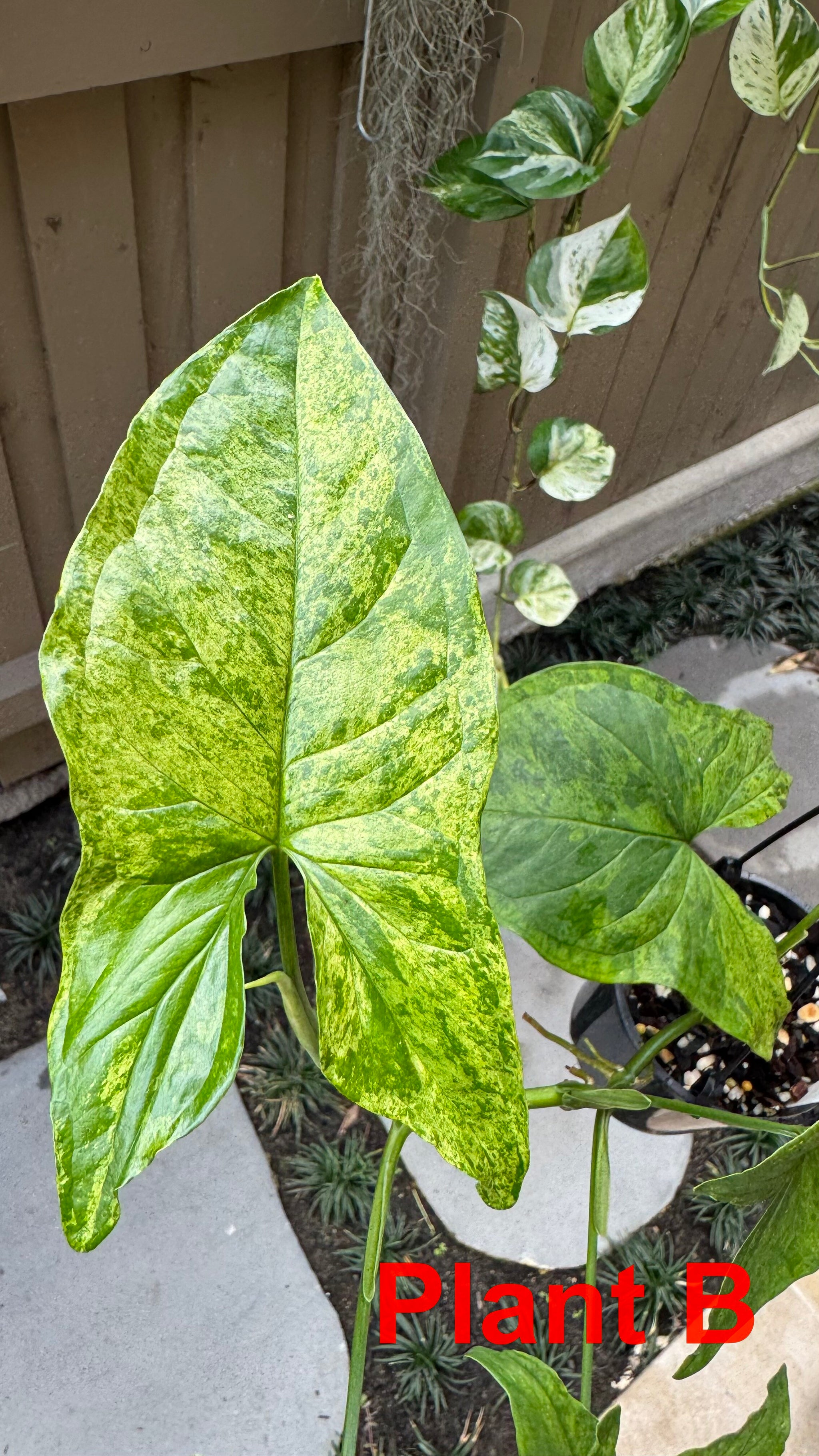 Syngonium 'Mojito'