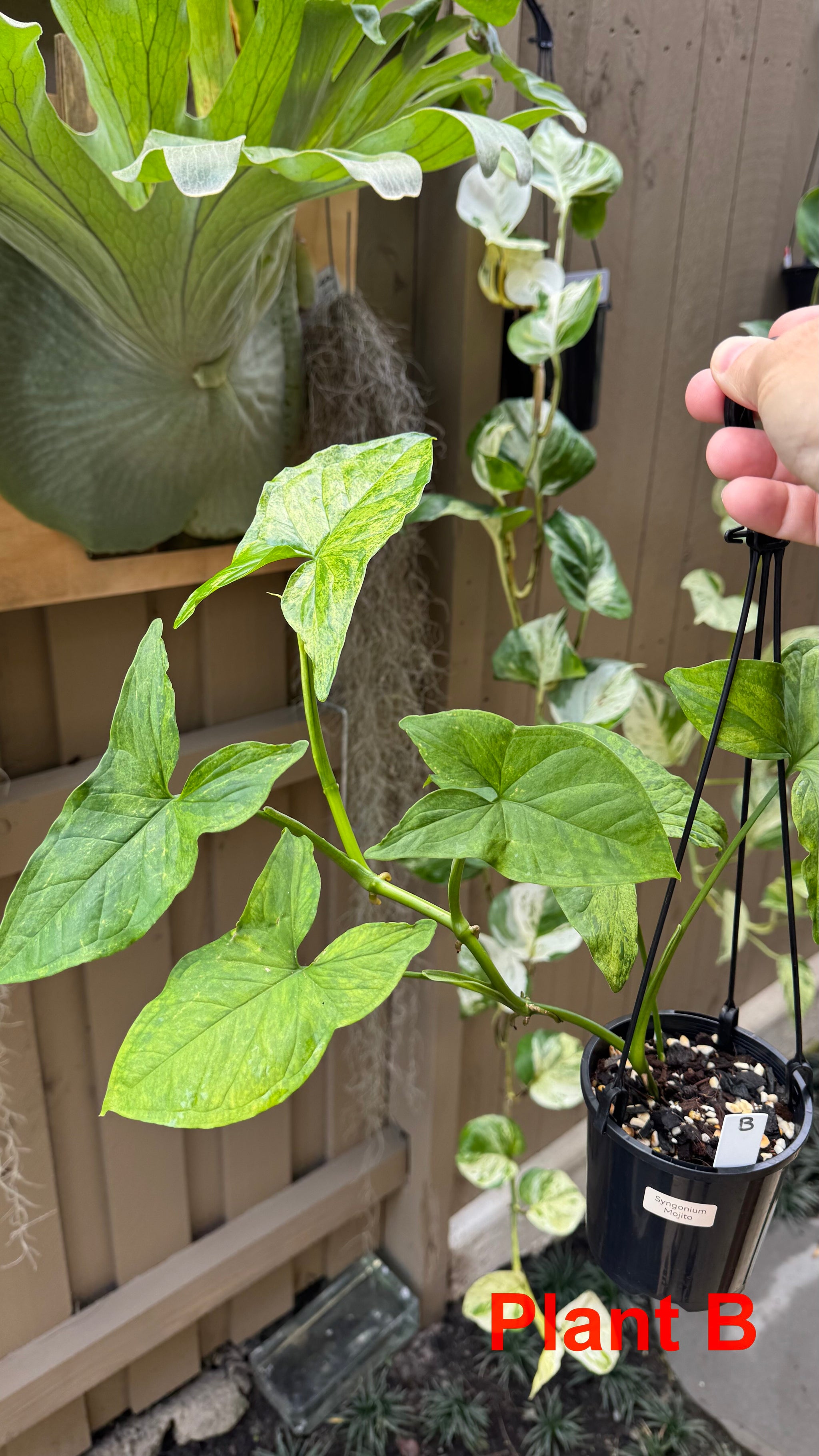Syngonium 'Mojito'