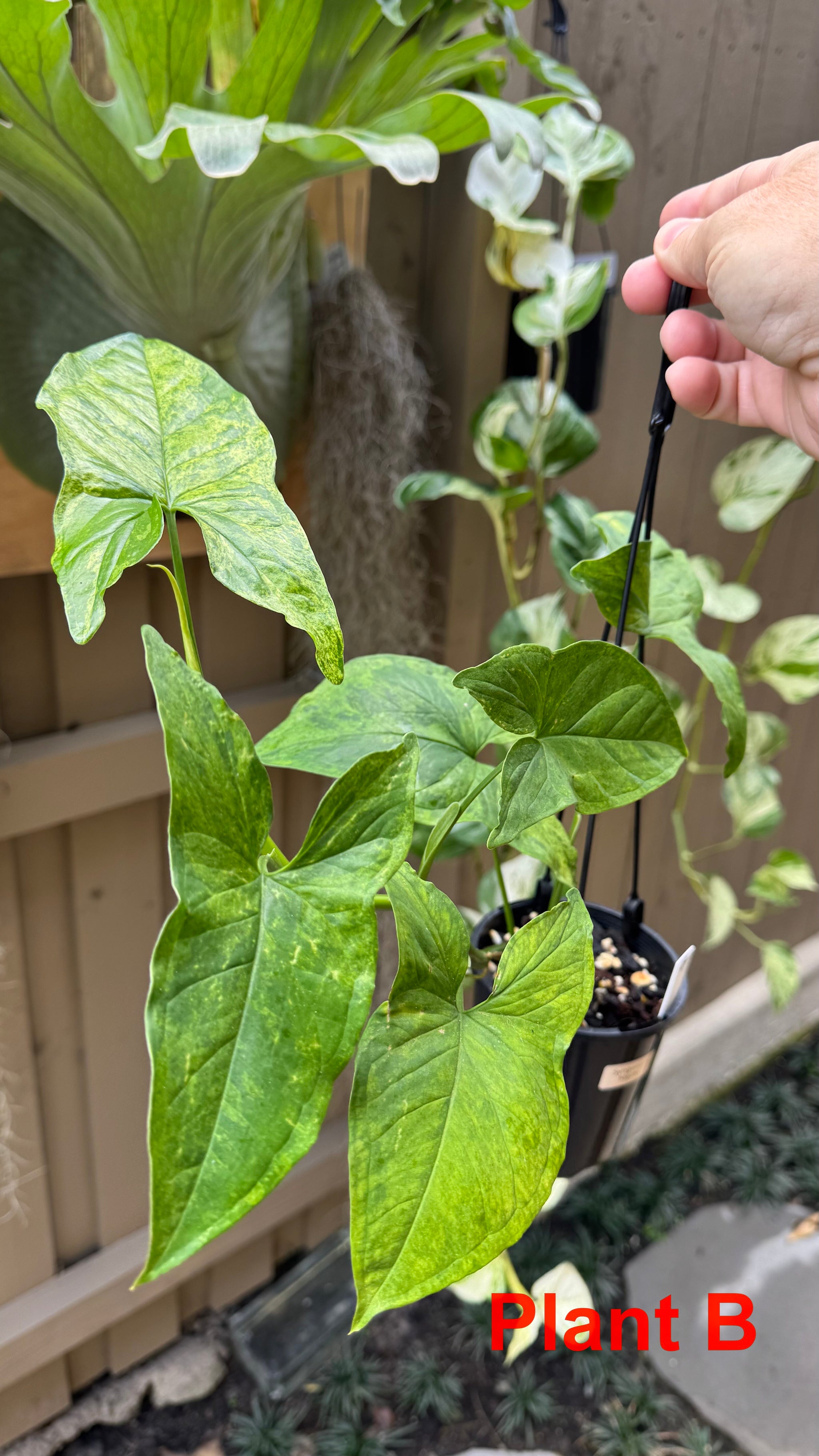 Syngonium 'Mojito'