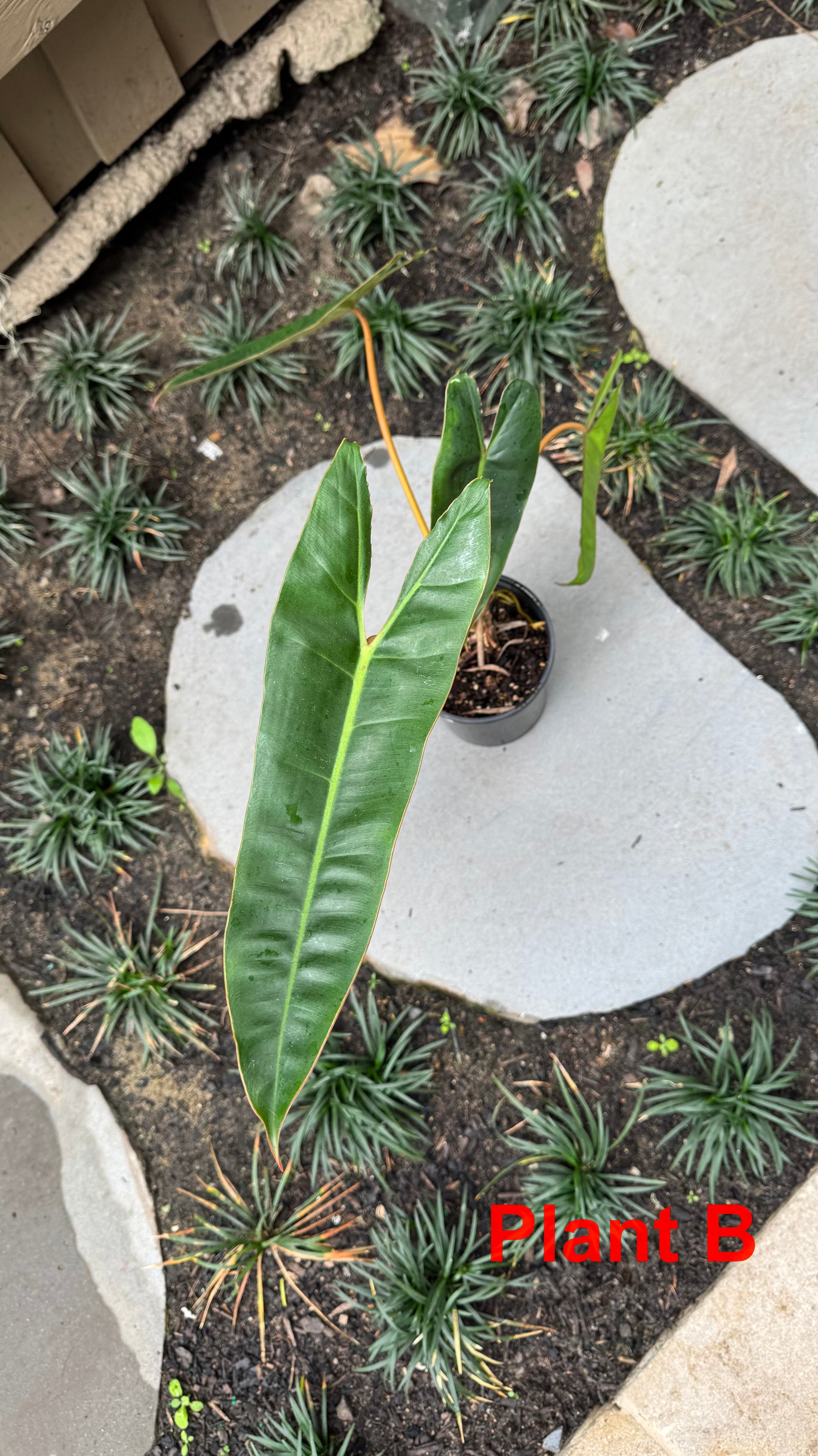 Philodendron billietiae