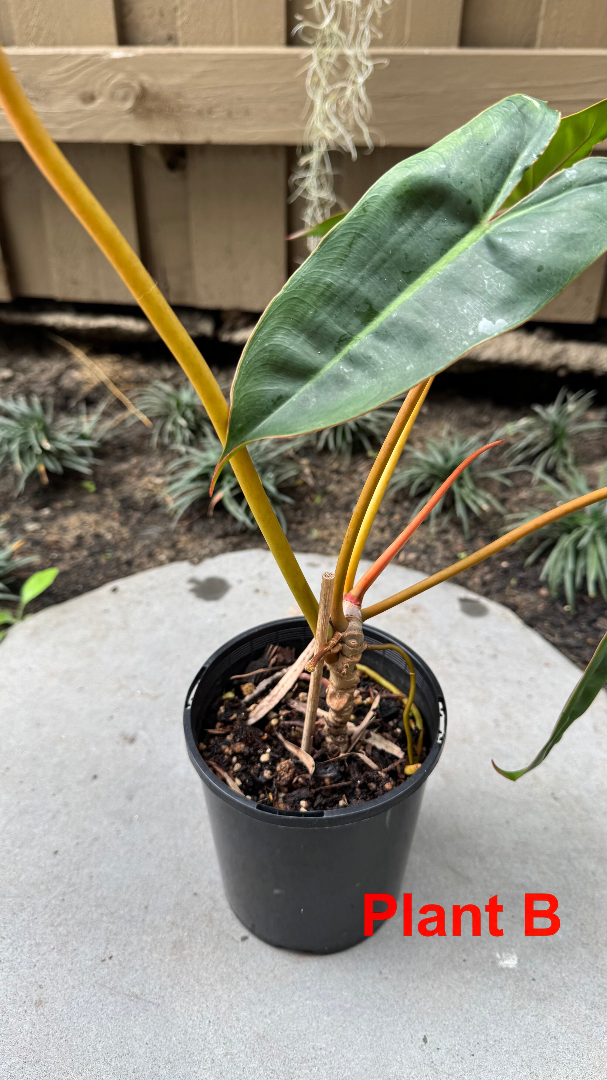 Philodendron billietiae