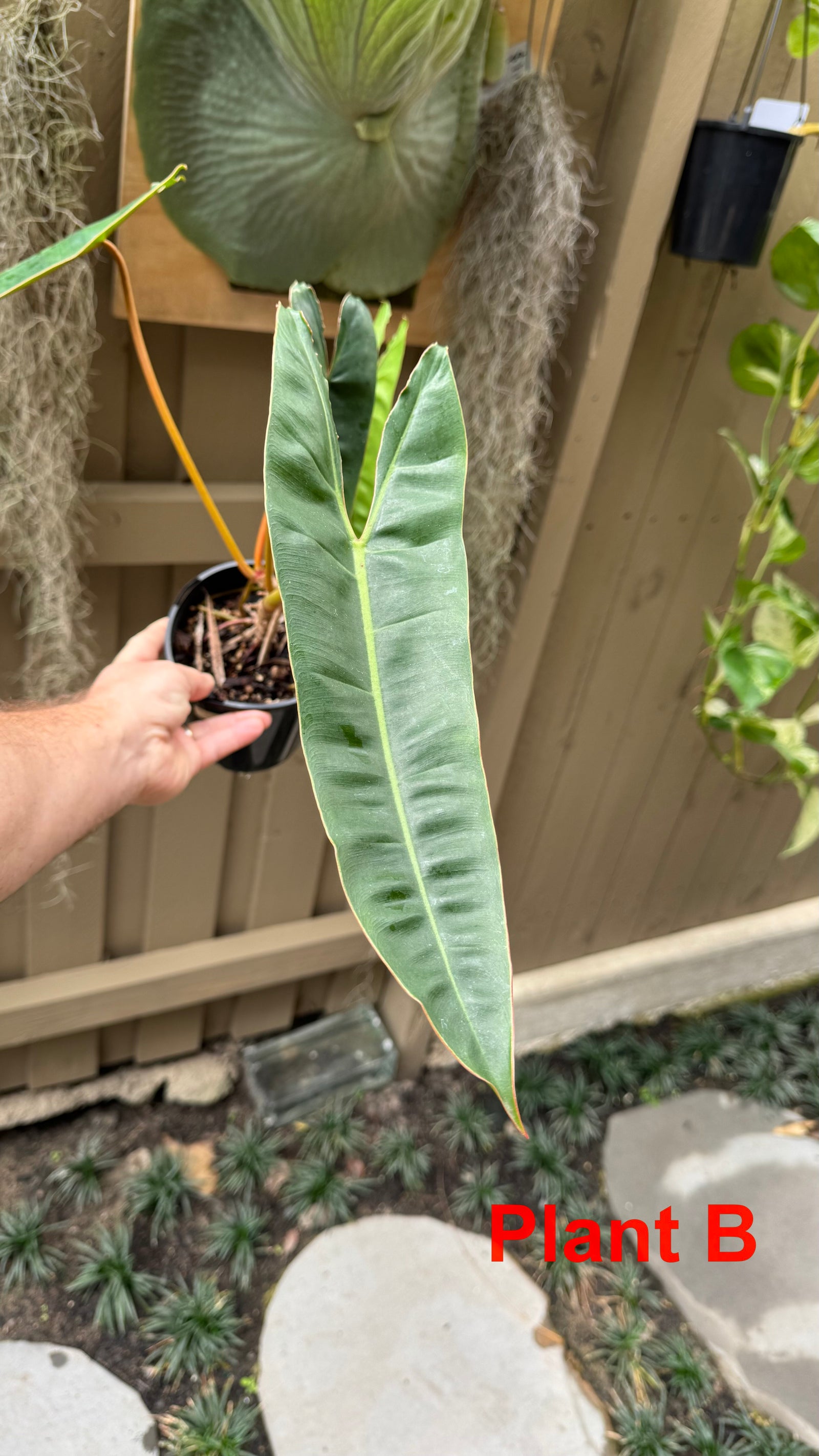 Philodendron billietiae