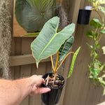 Philodendron billietiae