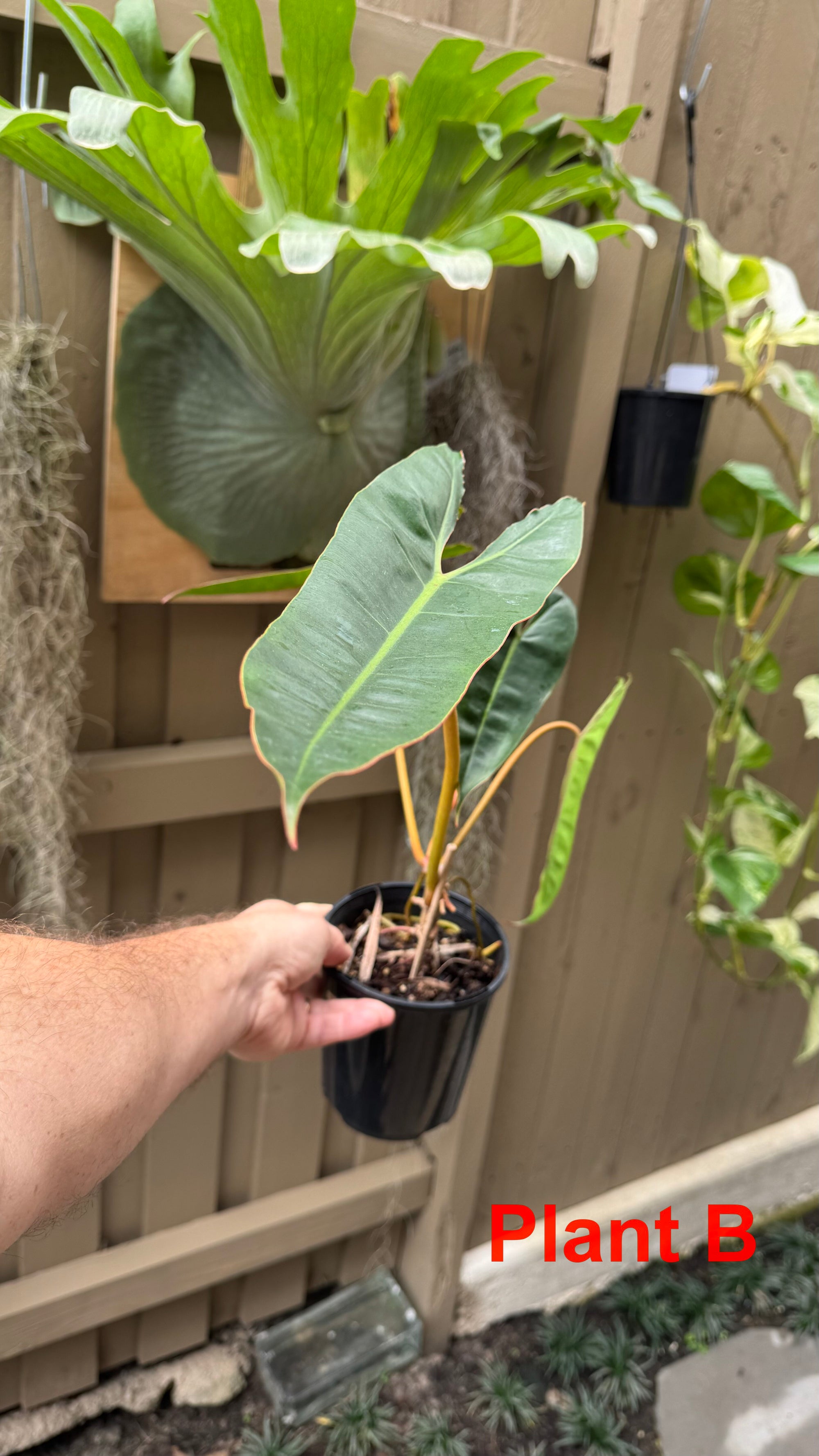 Philodendron billietiae