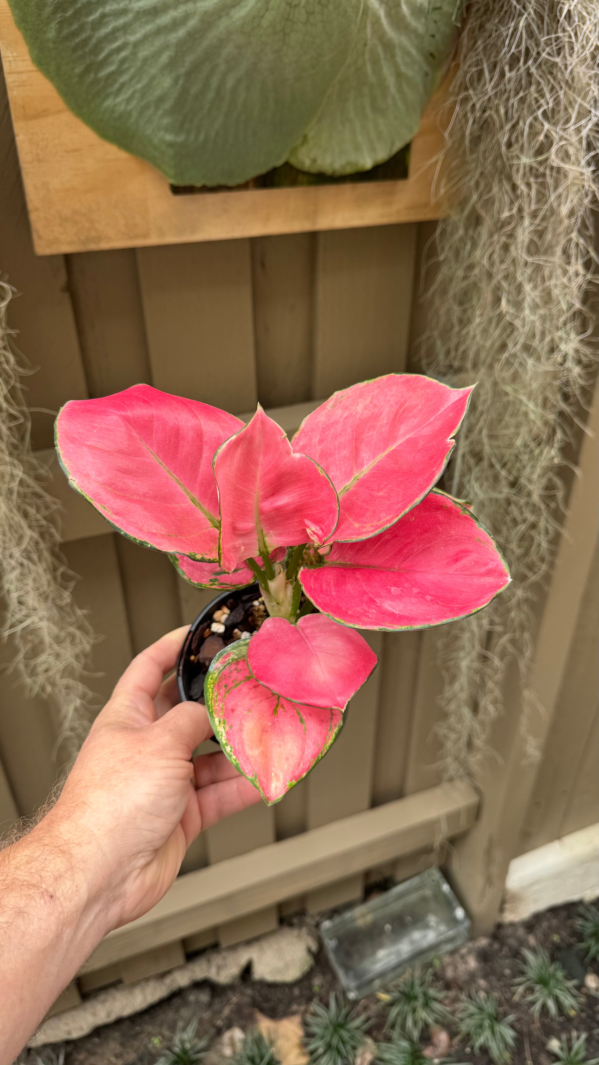 Aglaonema 'Suksom Jaipongi'