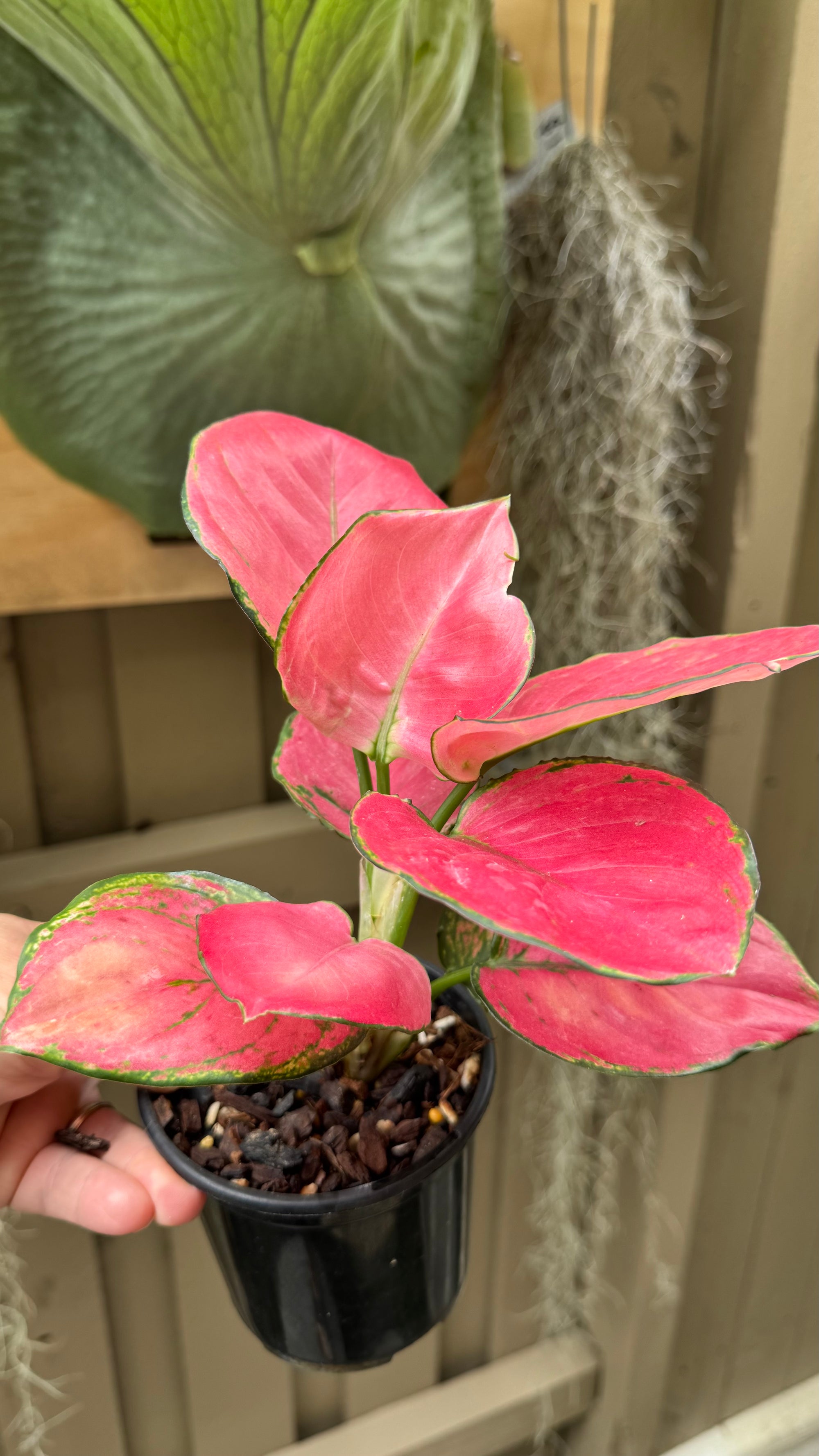 Aglaonema 'Suksom Jaipongi'
