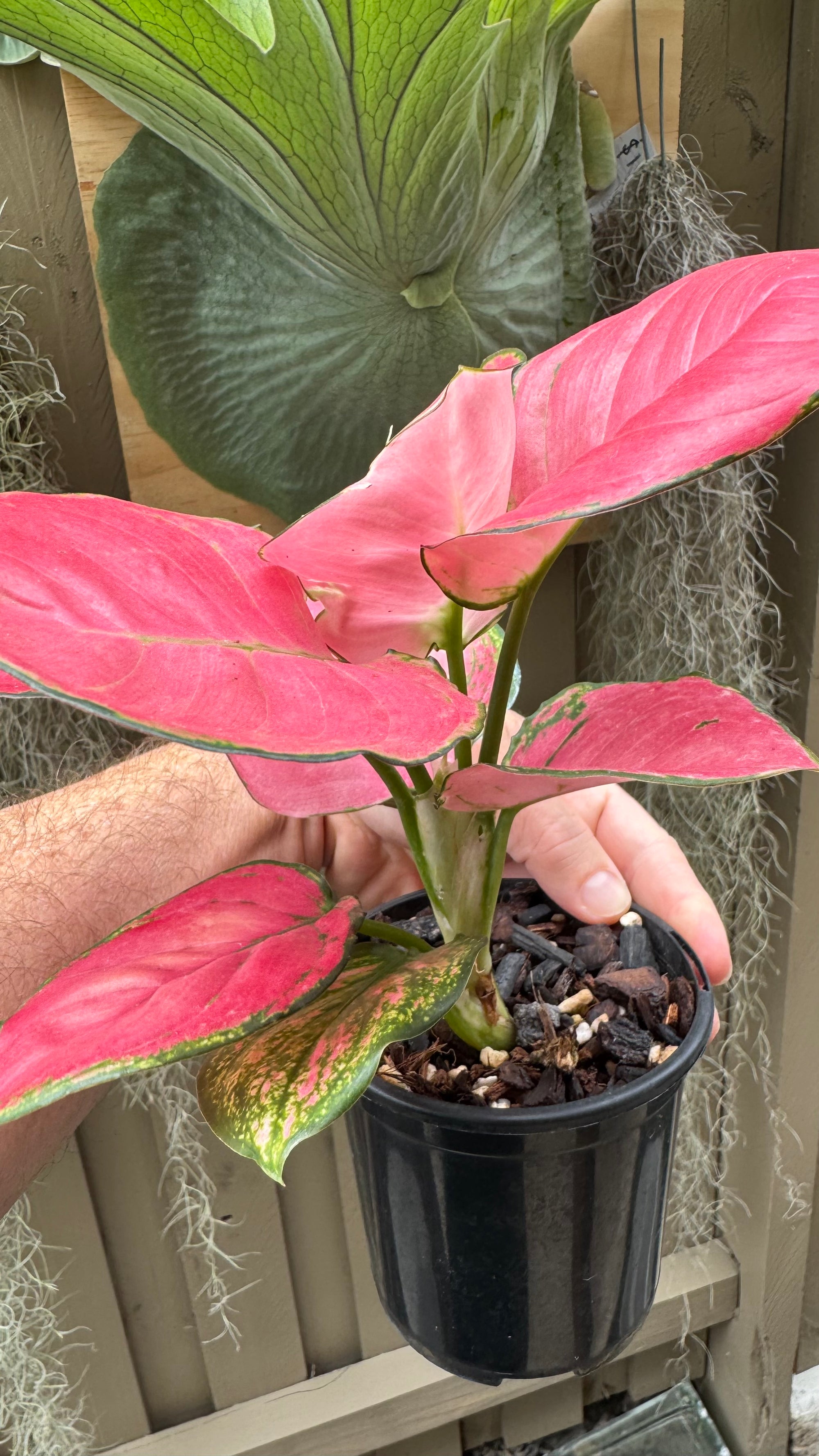 Aglaonema 'Suksom Jaipongi'
