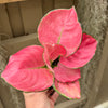 Aglaonema 'Suksom Jaipongi'