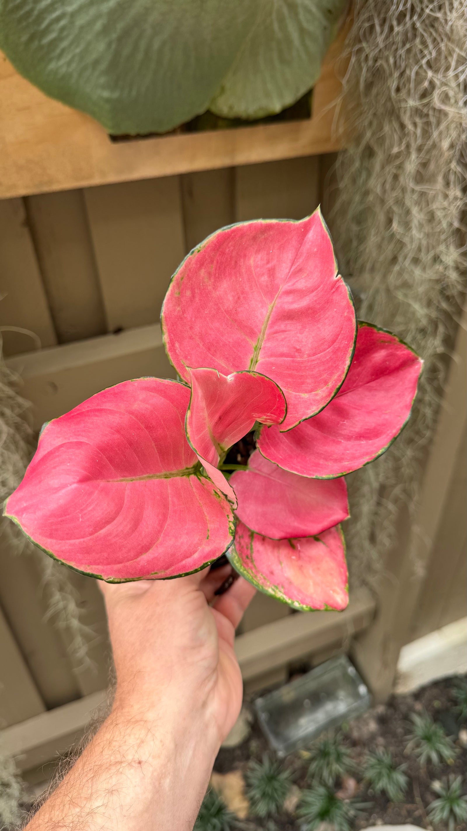 Aglaonema 'Suksom Jaipongi'