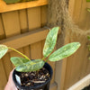 Epipremnum giganteum variegated