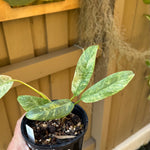 Epipremnum giganteum variegated
