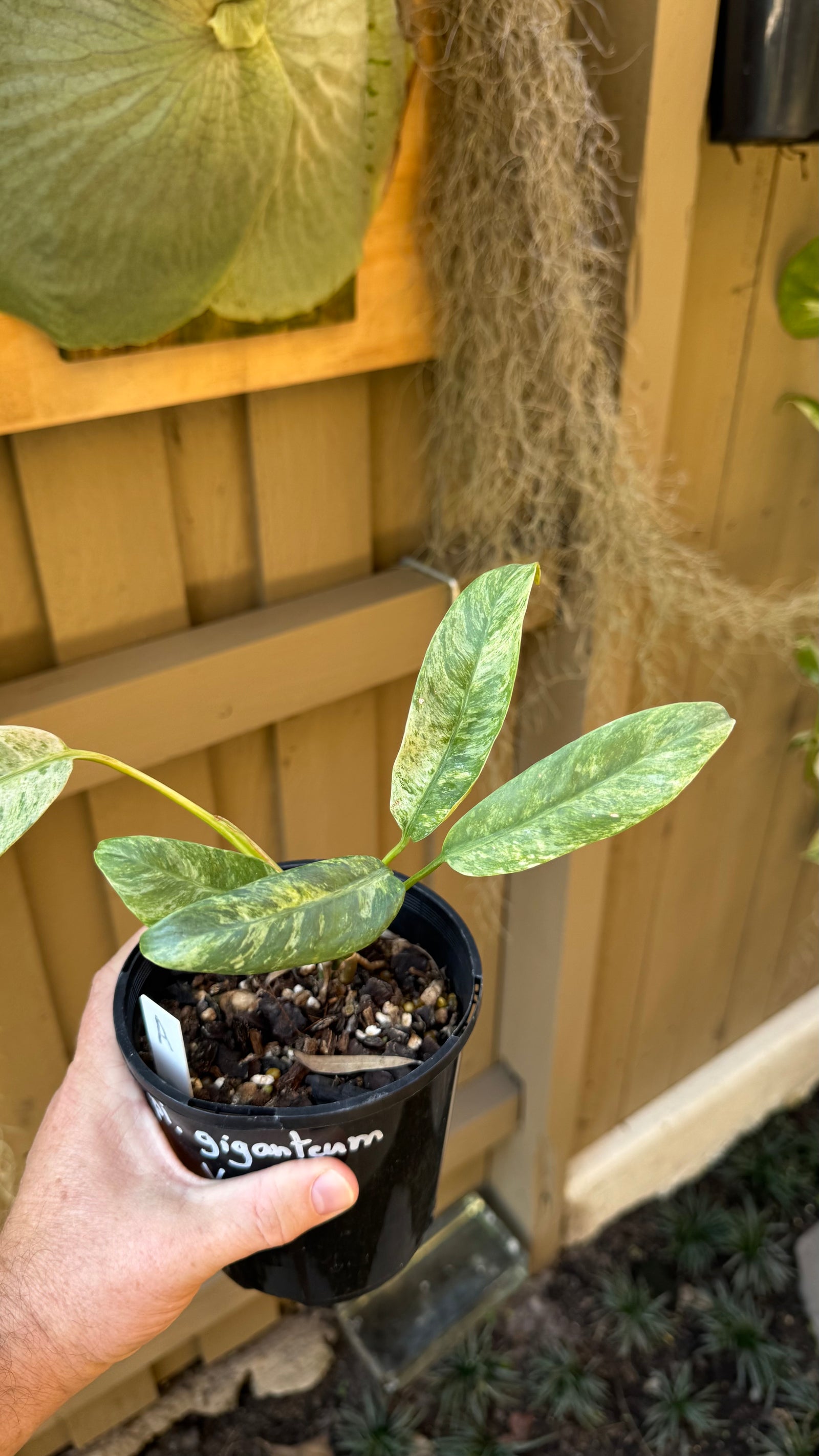 Epipremnum giganteum variegated