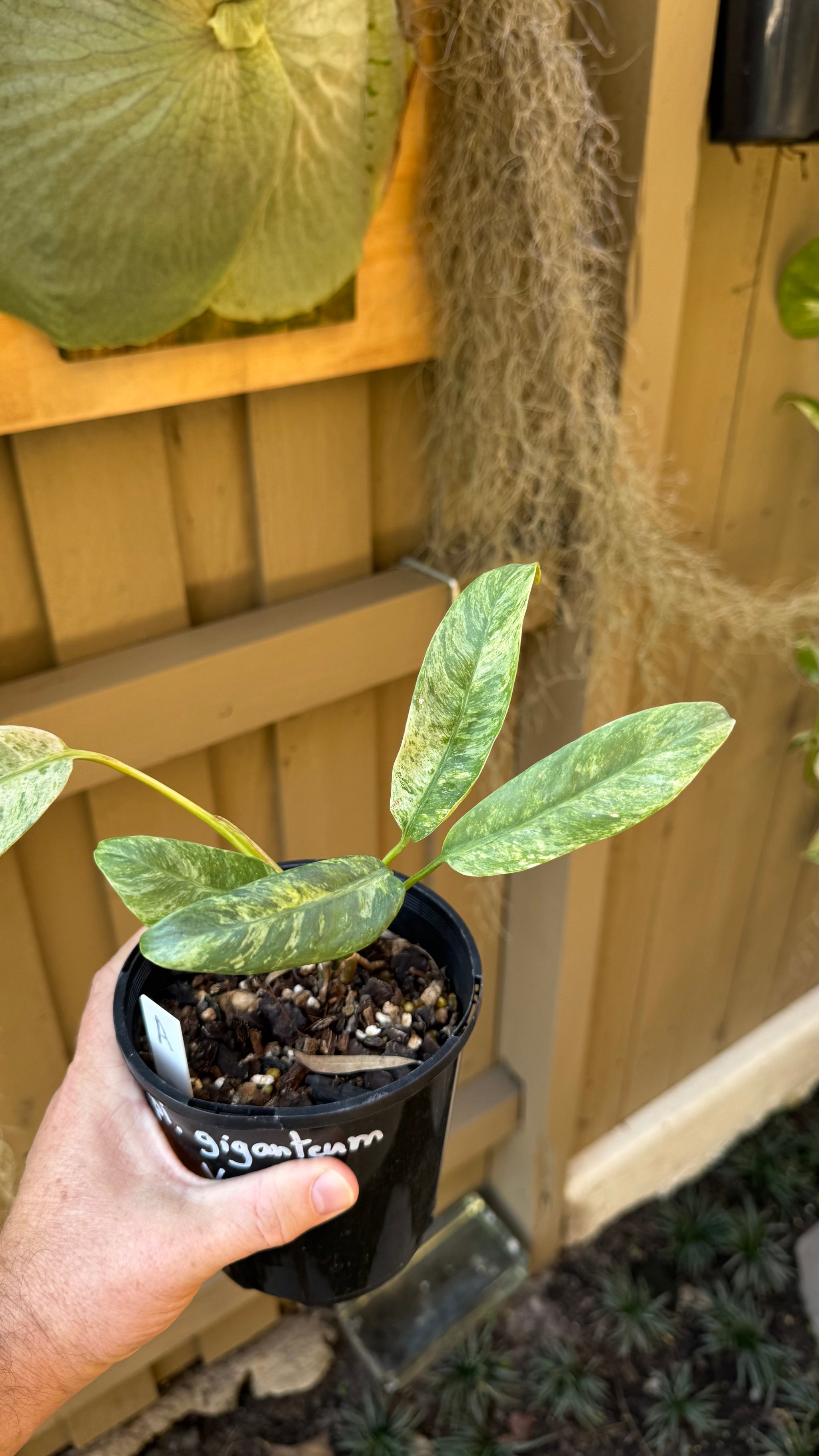 Epipremnum giganteum variegated