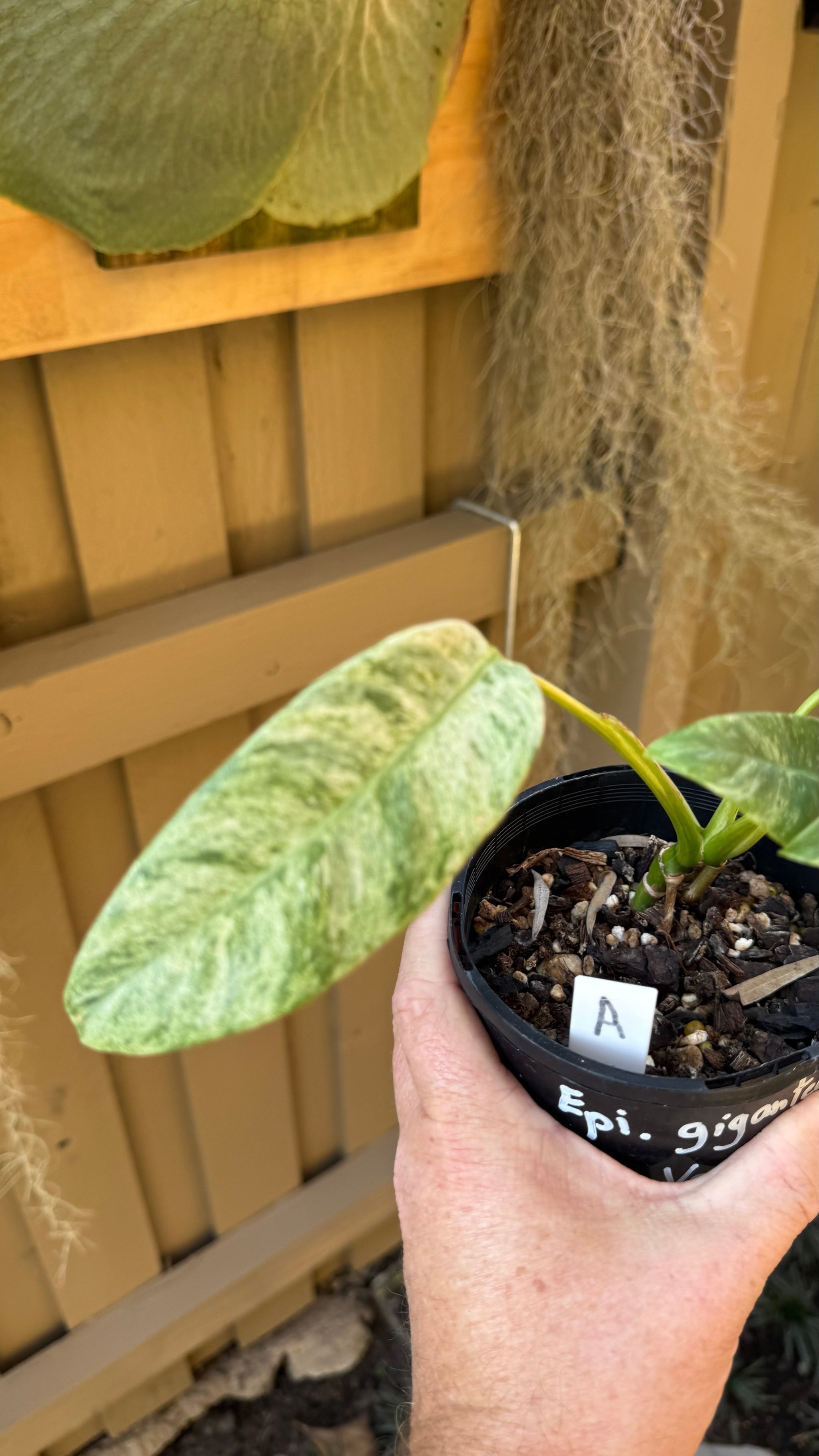 Epipremnum giganteum variegated