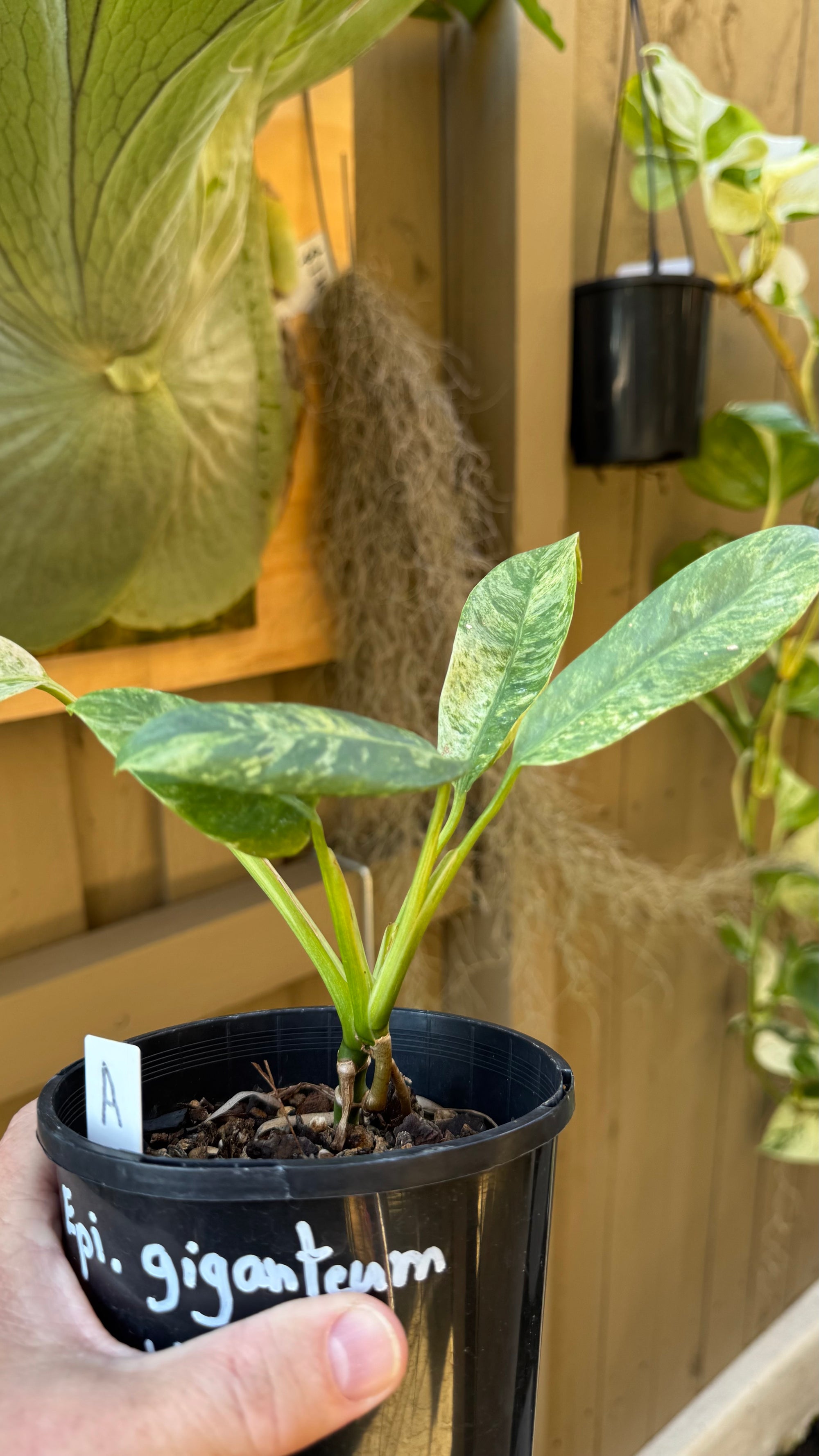 Epipremnum giganteum variegated