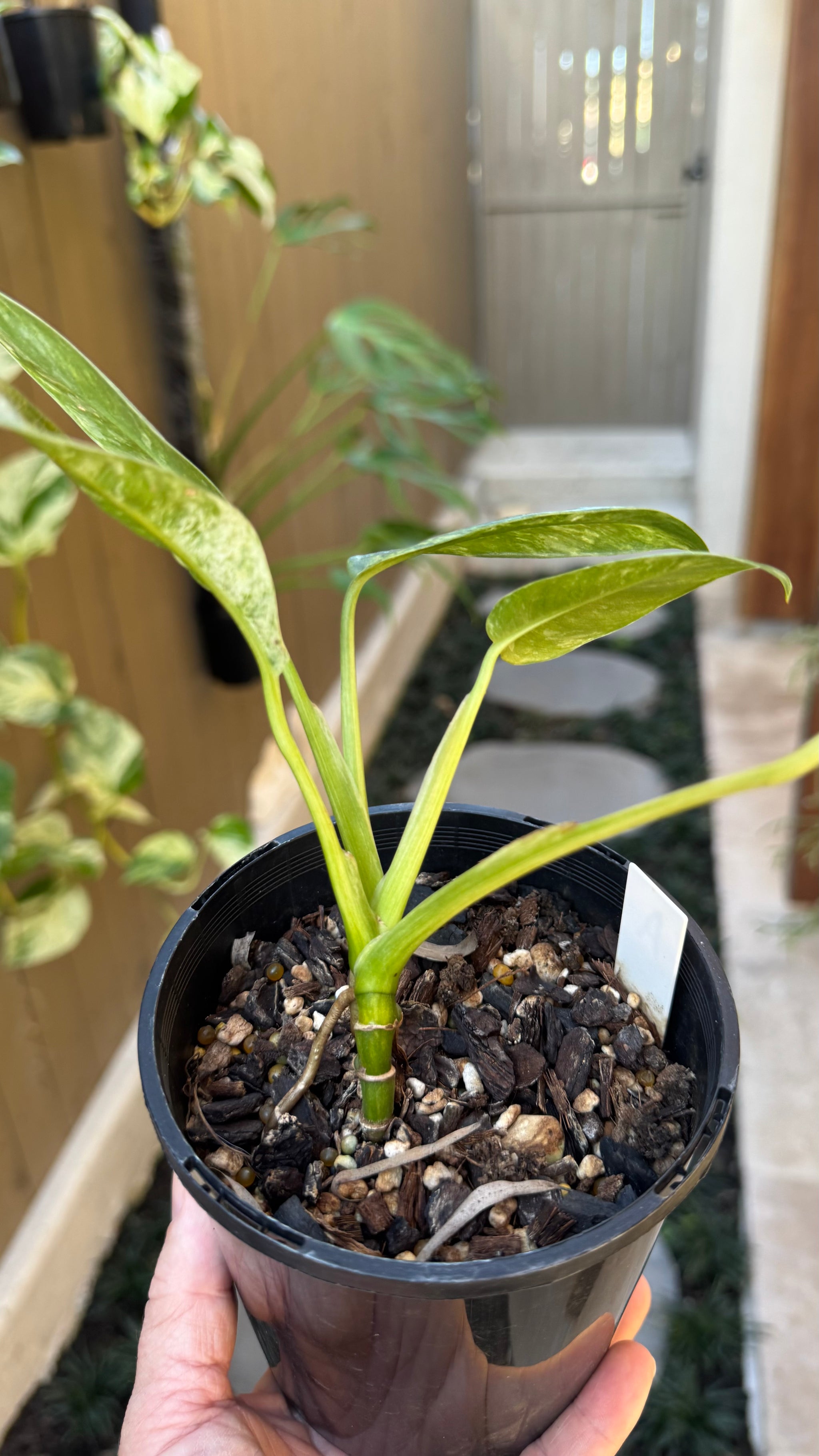 Epipremnum giganteum variegated