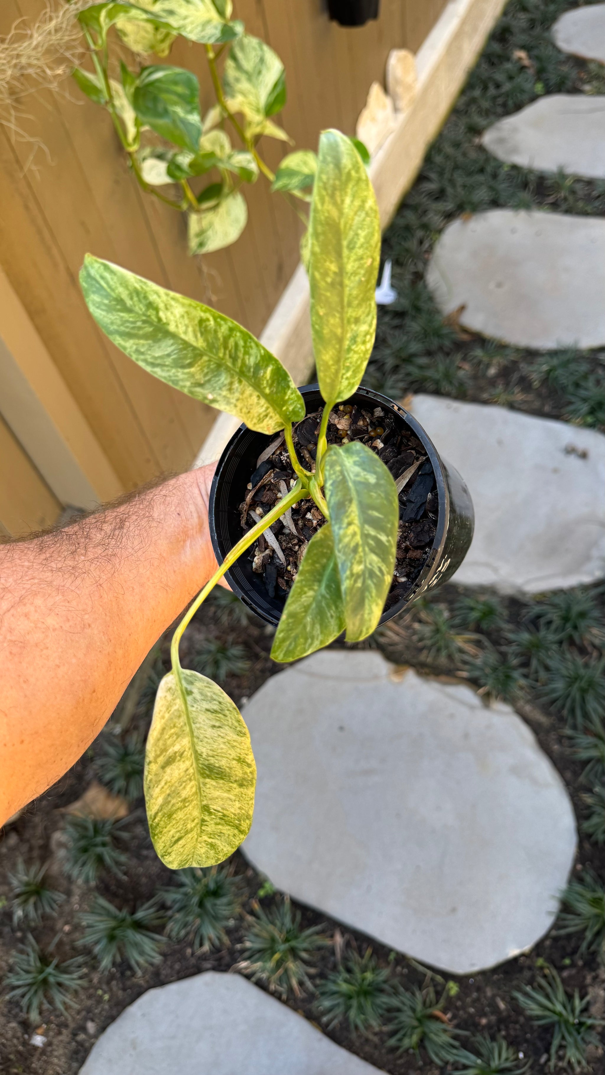 Epipremnum giganteum variegated