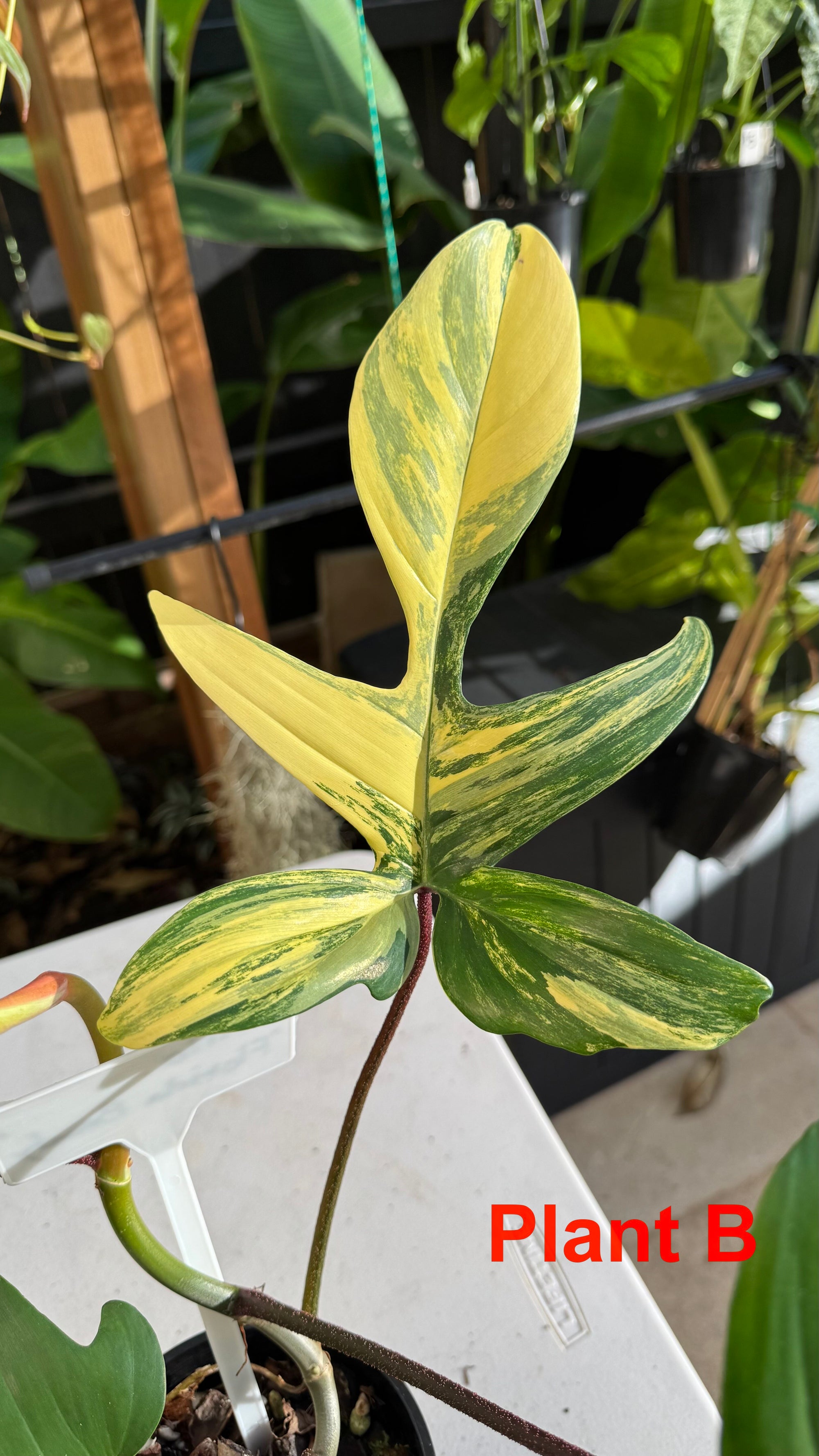 Philodendron 'Florida Beauty'