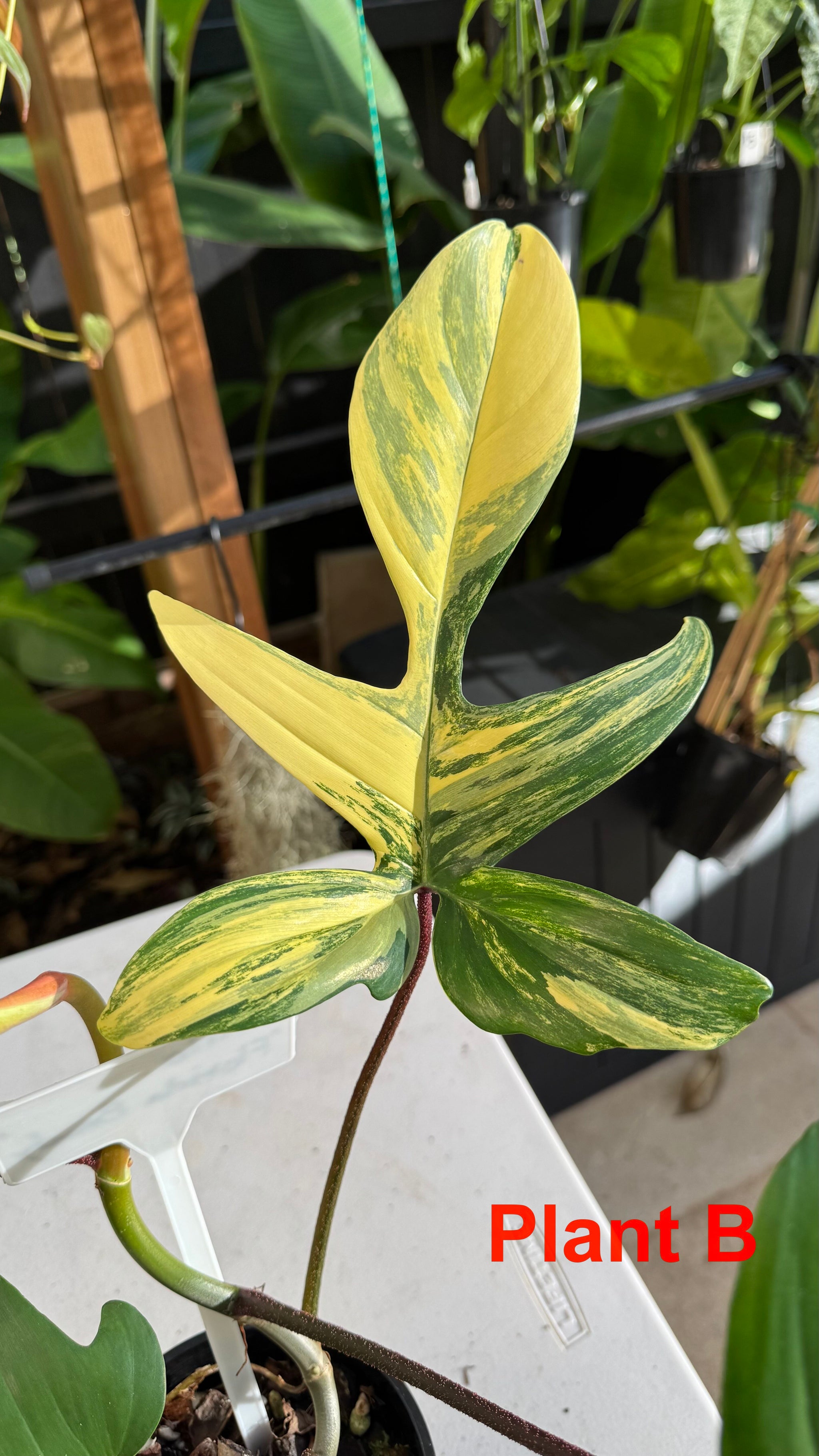 Philodendron 'Florida Beauty'