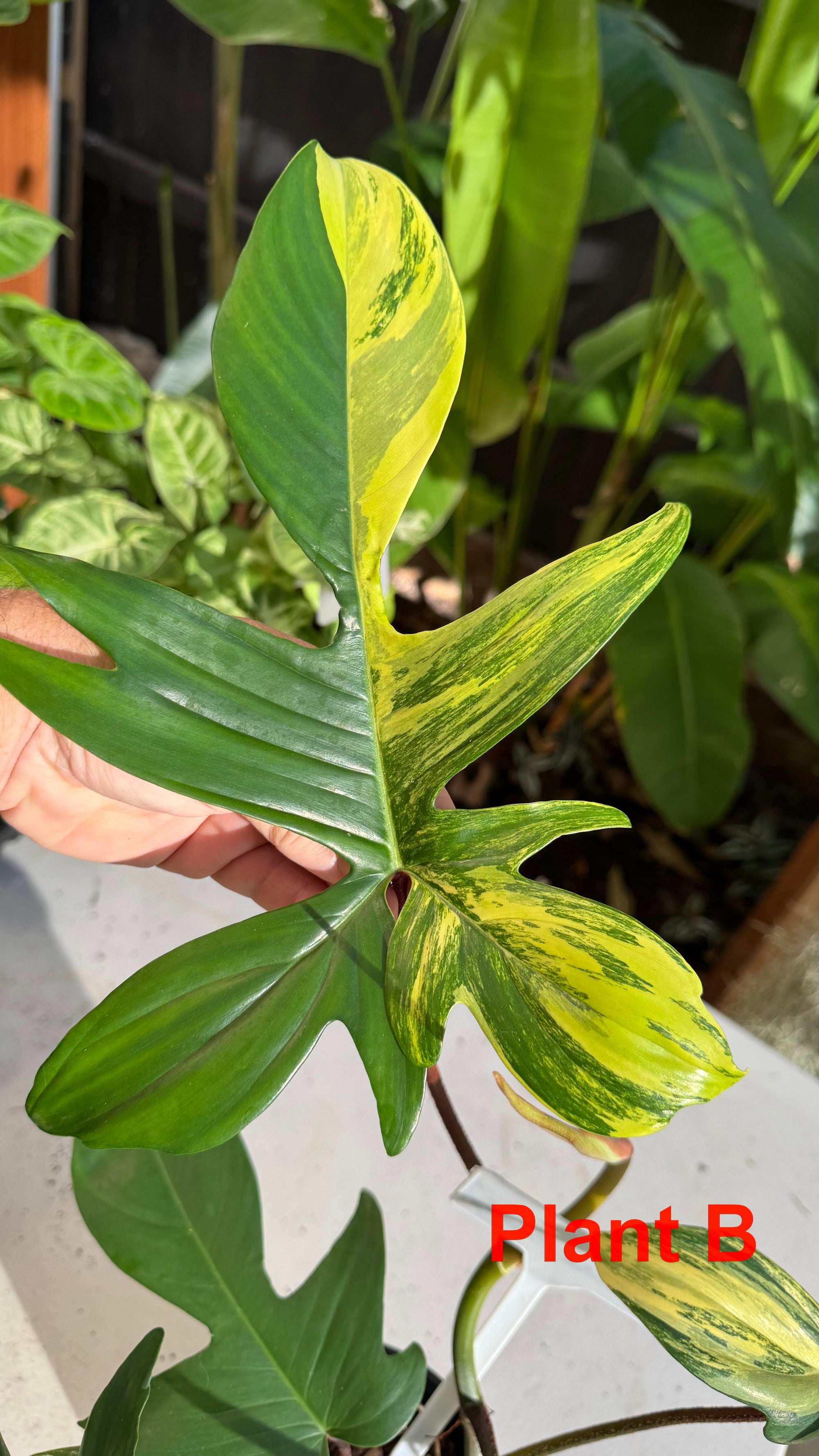 Philodendron 'Florida Beauty'