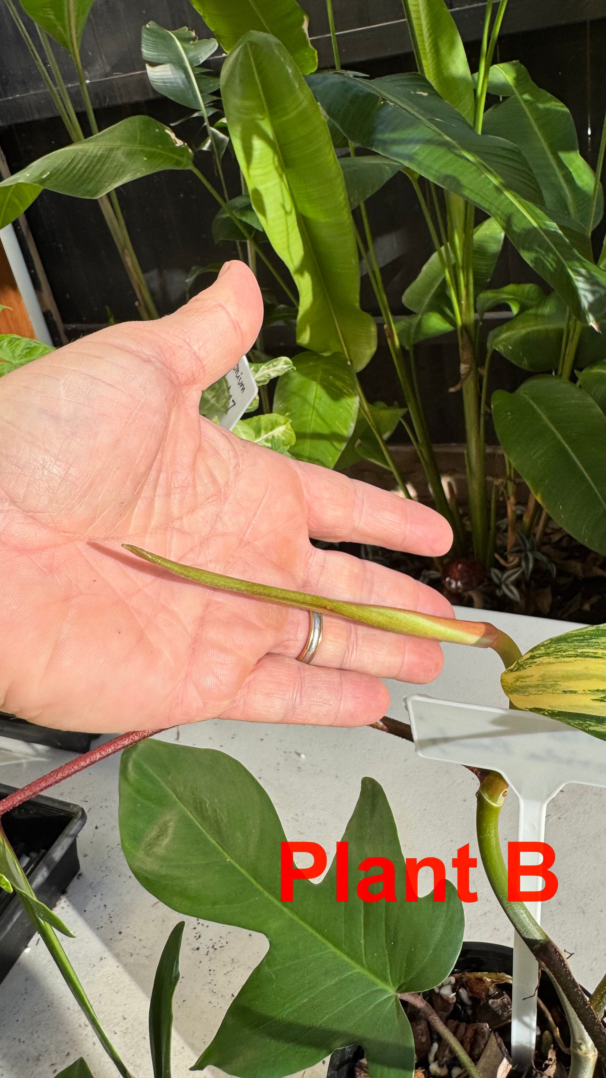 Philodendron 'Florida Beauty'