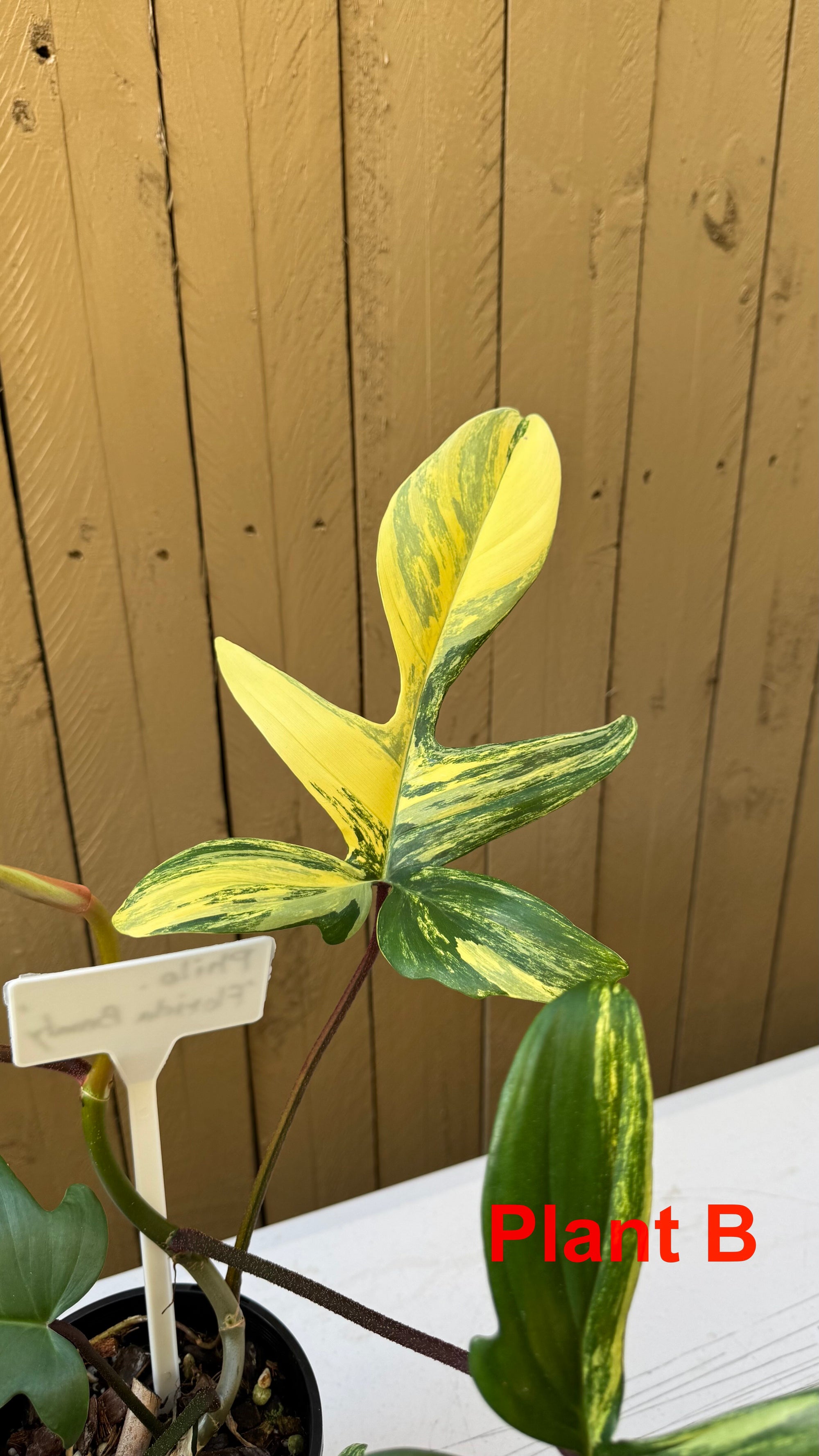 Philodendron 'Florida Beauty'