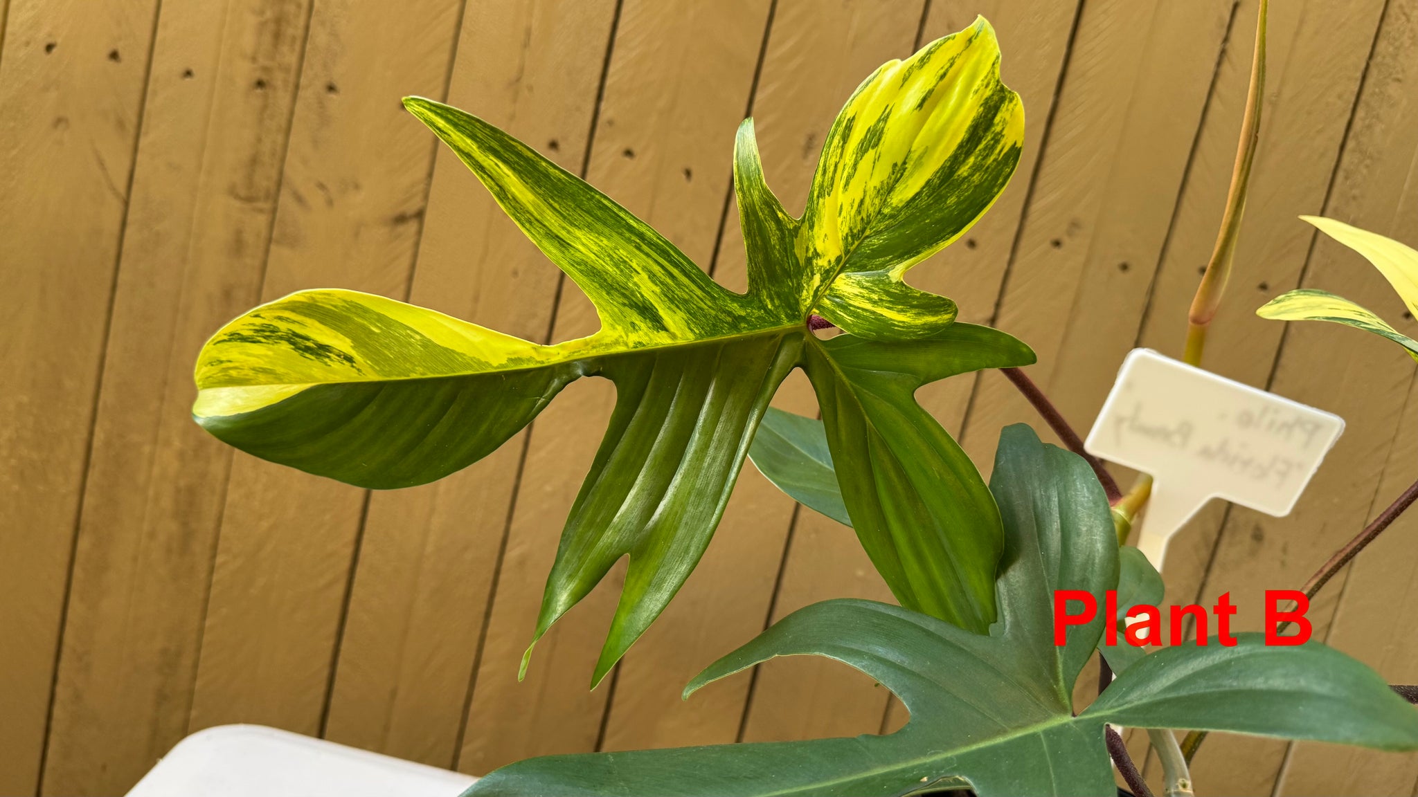 Philodendron 'Florida Beauty'