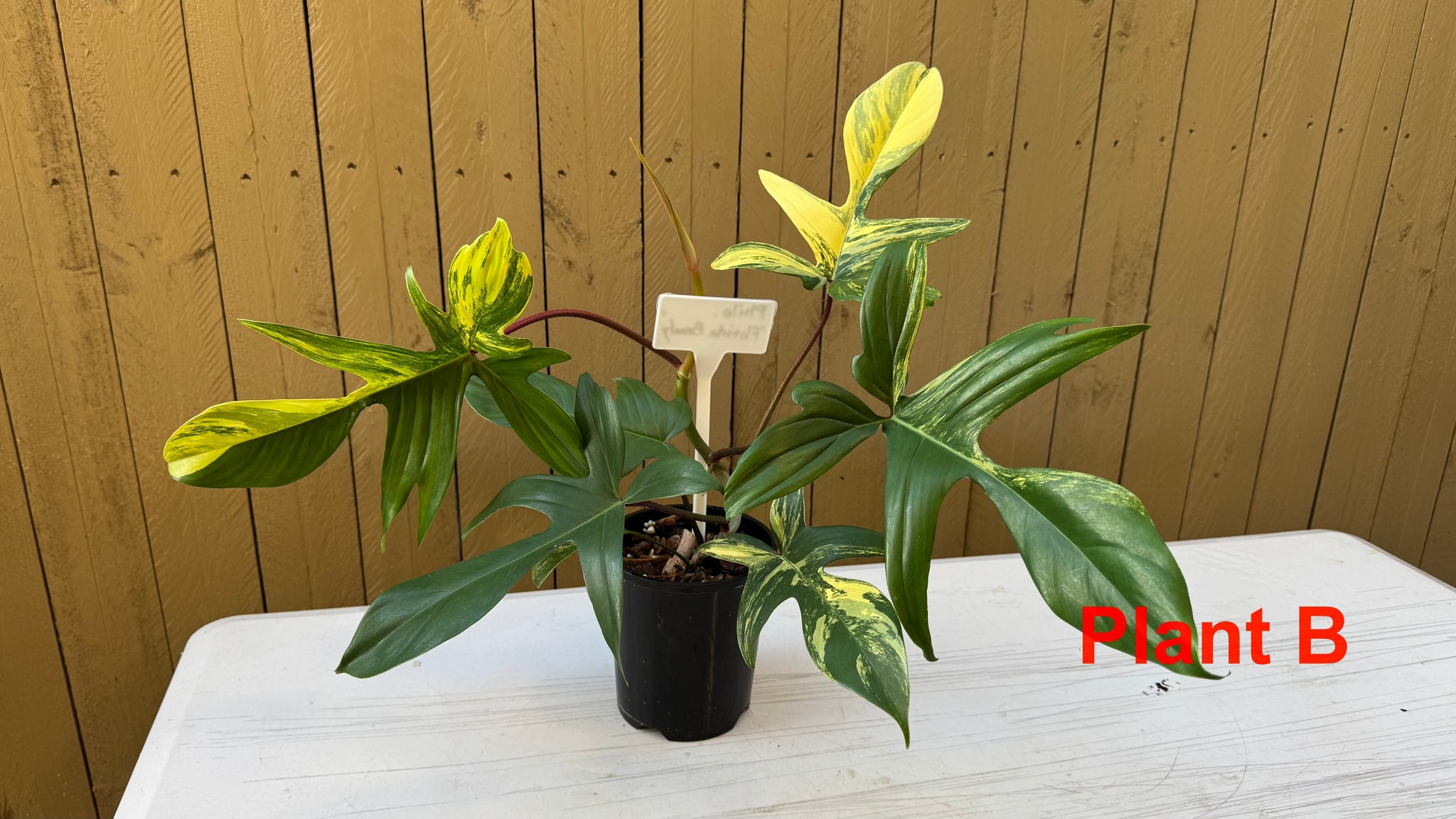 Philodendron 'Florida Beauty'