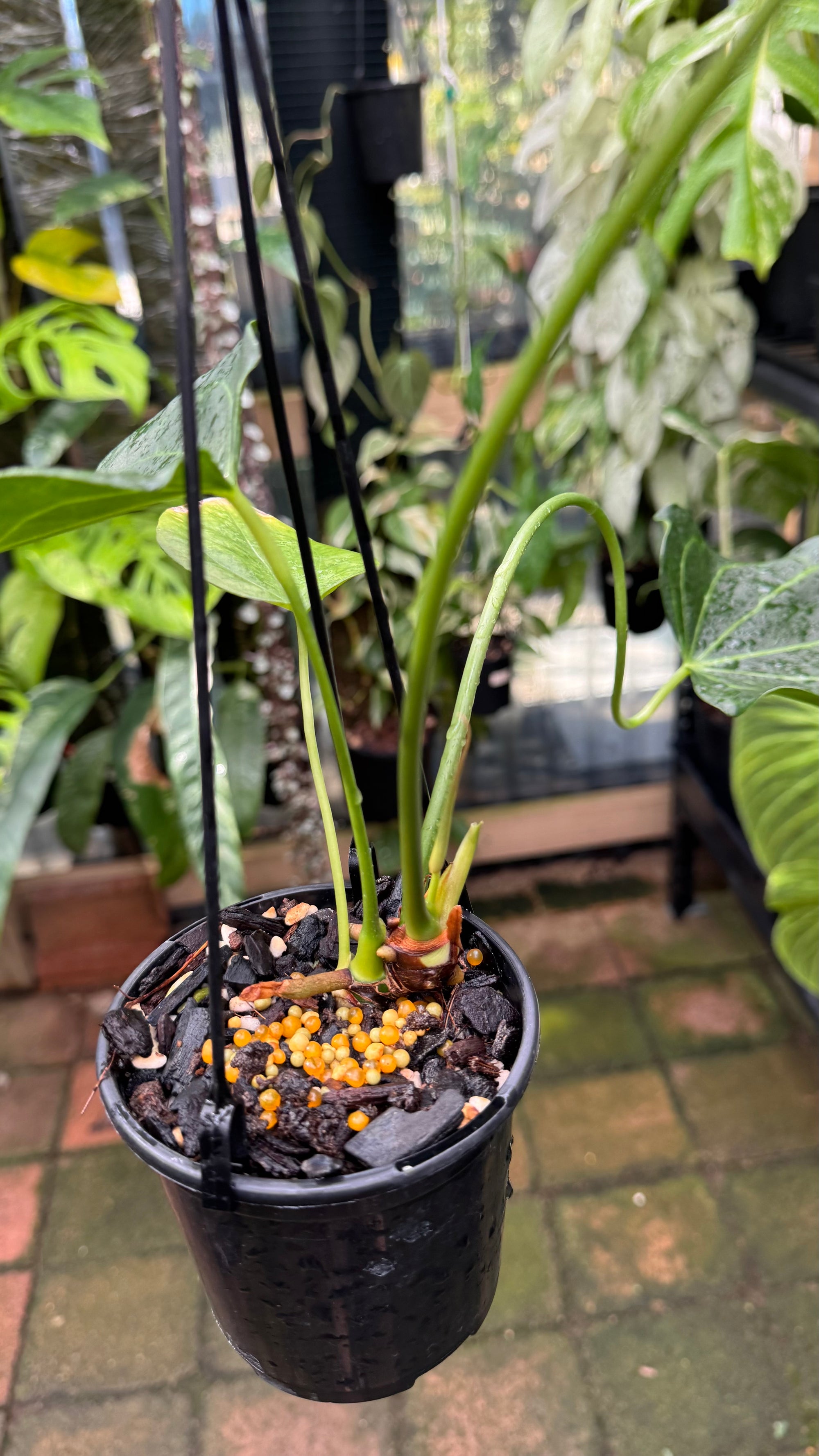 Anthurium Delta Force