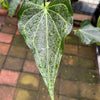 Anthurium Delta Force
