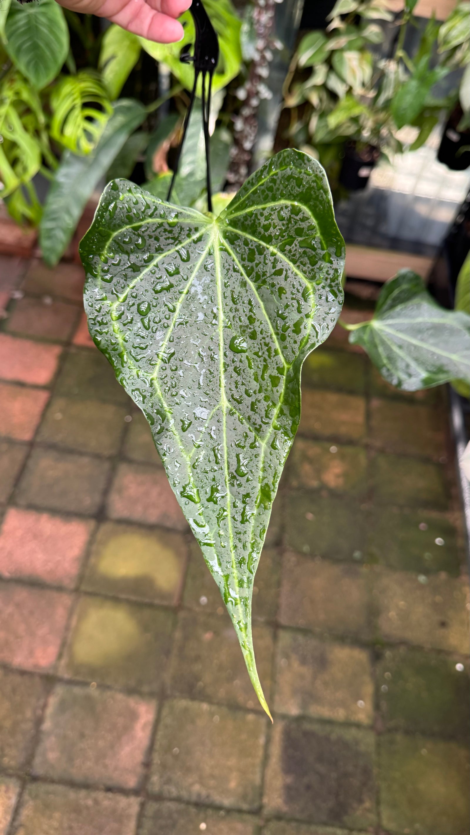Anthurium Delta Force