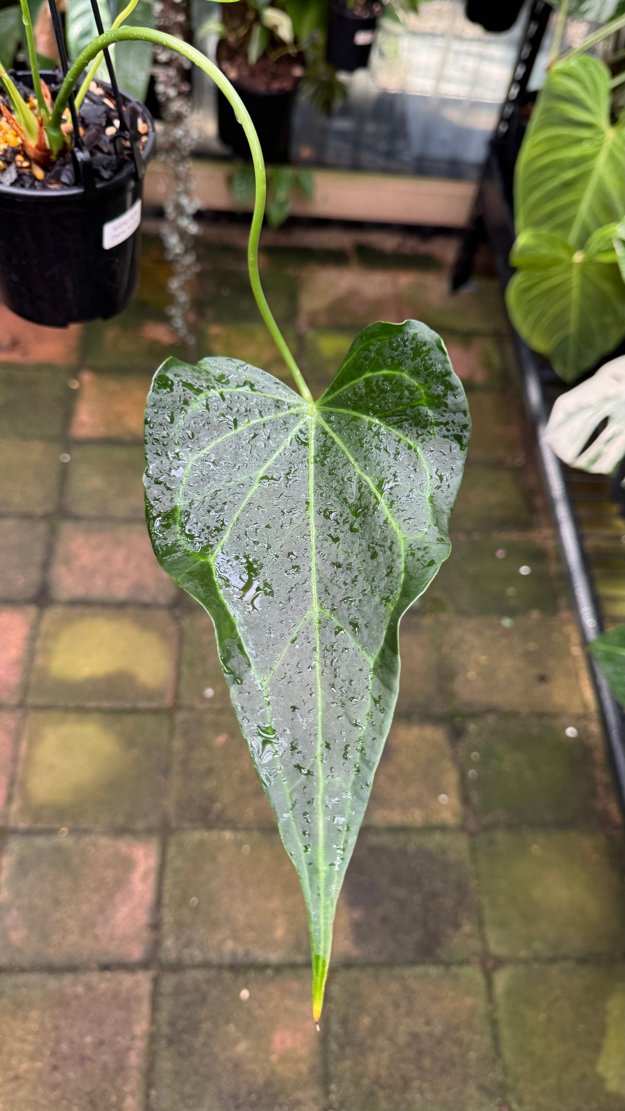 Anthurium Delta Force