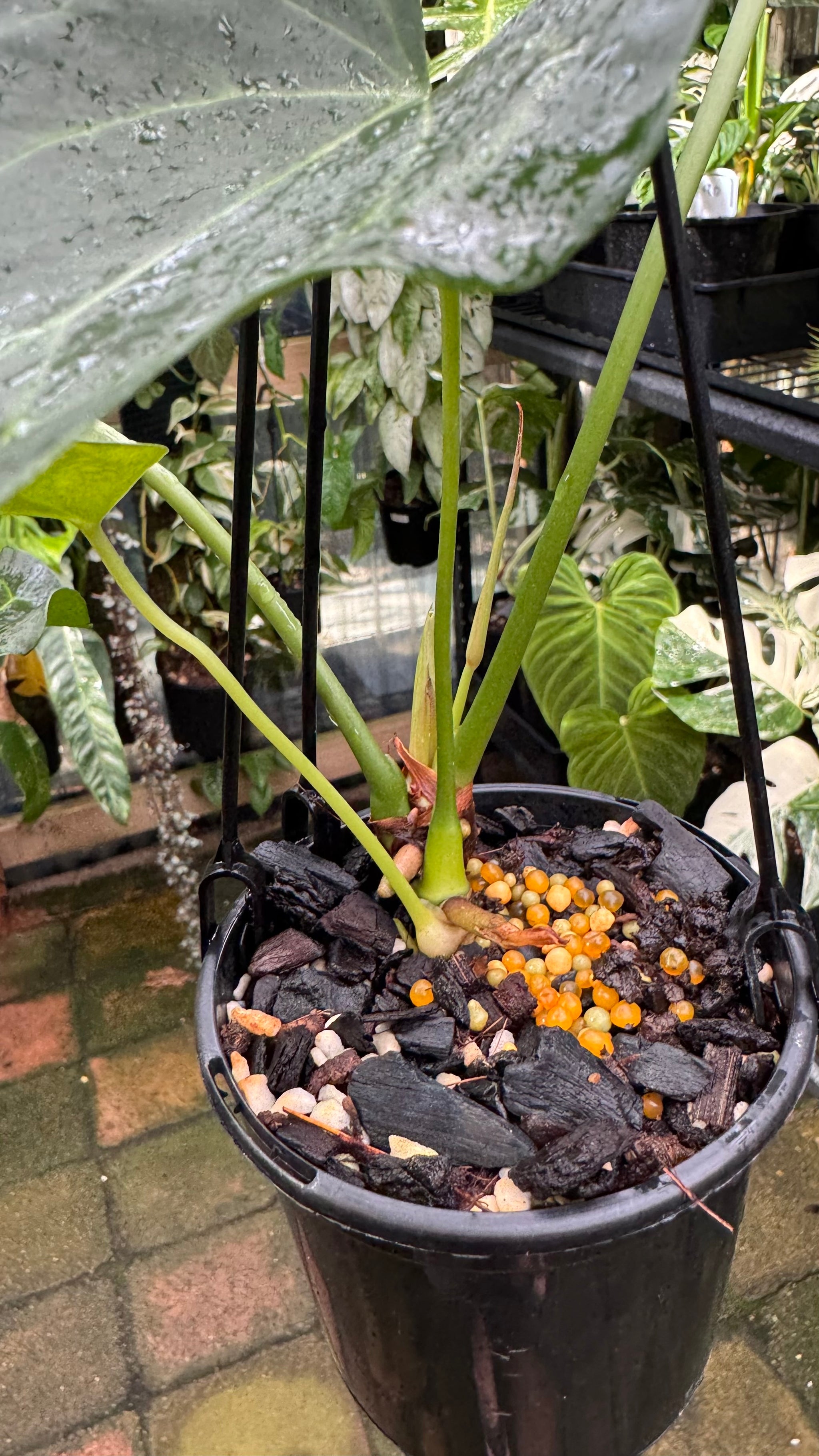 Anthurium Delta Force