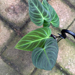 Philodendron 'Glorious'