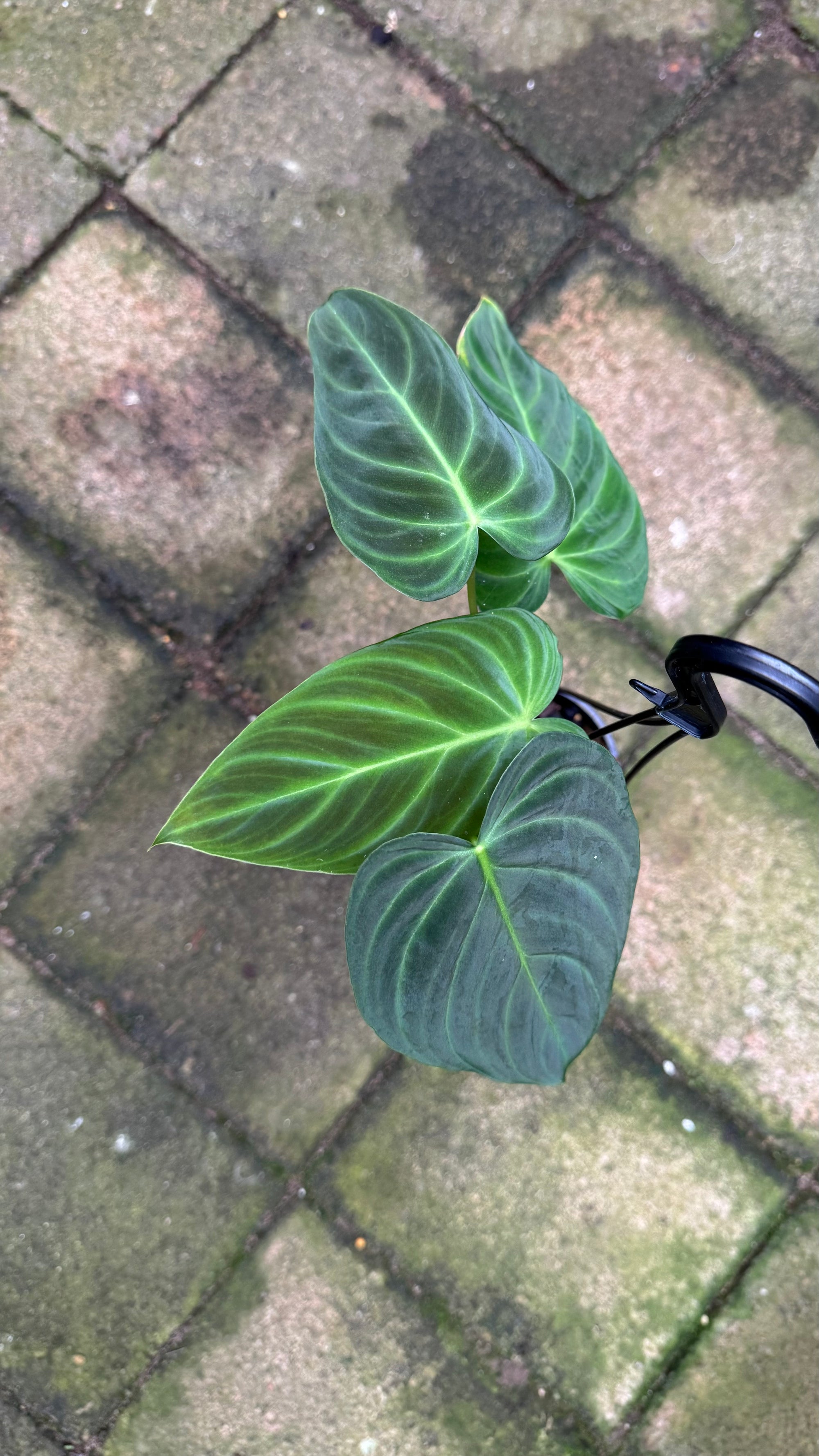 Philodendron 'Glorious'