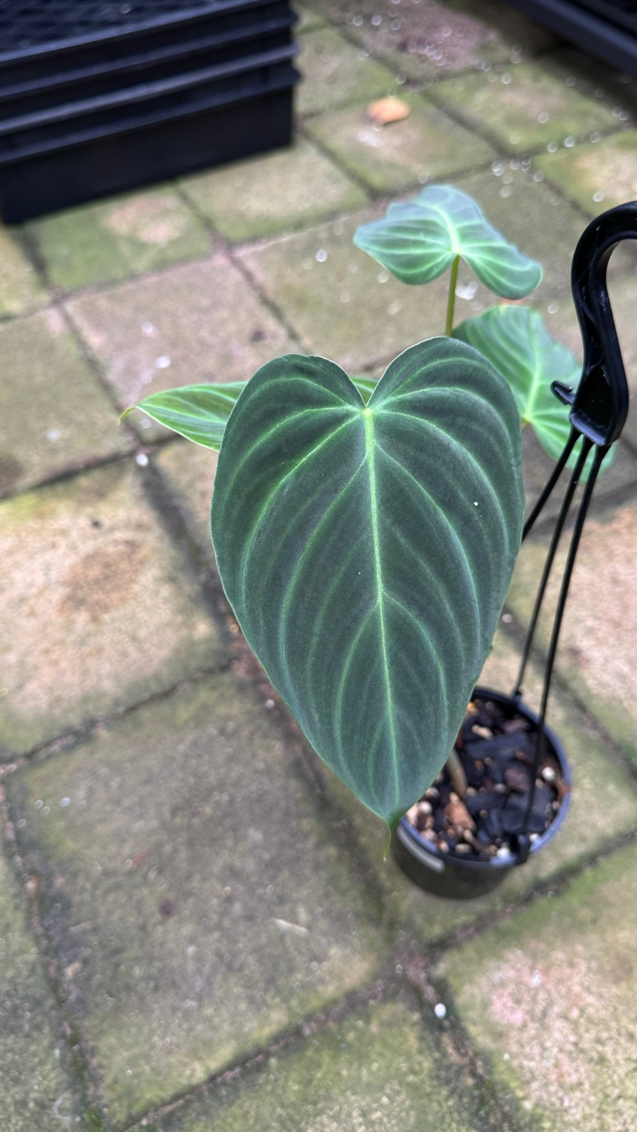 Philodendron 'Glorious'