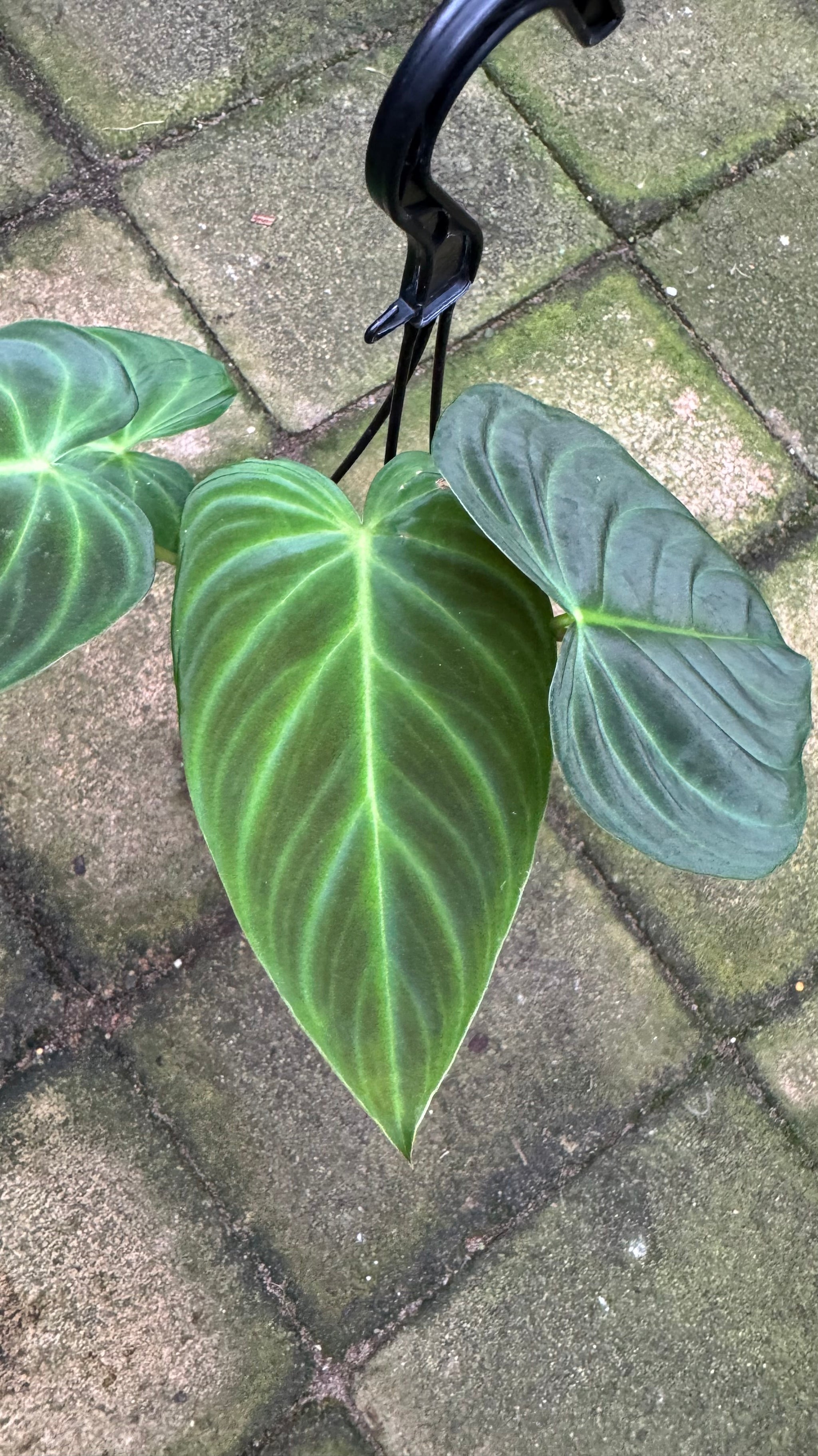 Philodendron 'Glorious'
