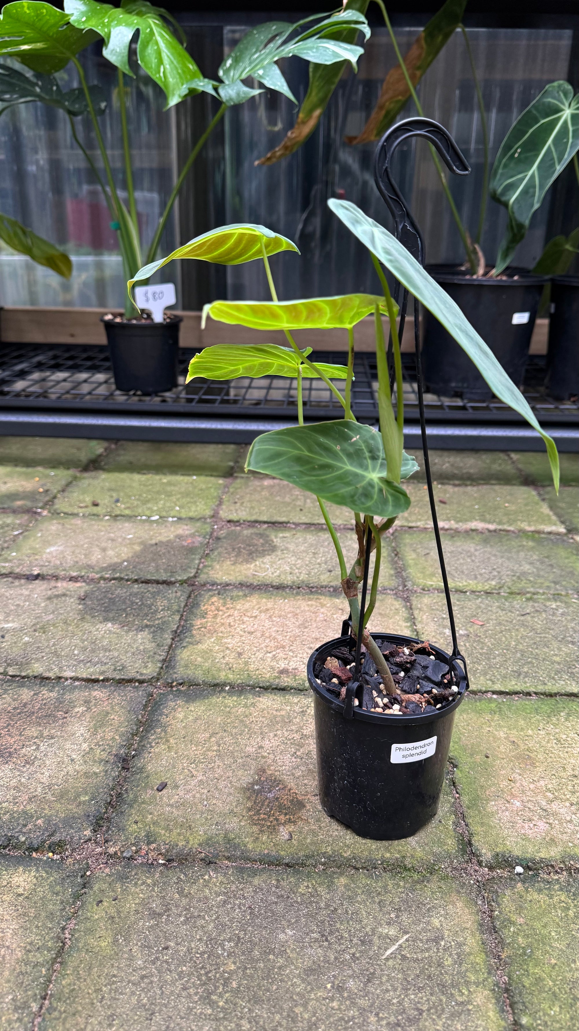 Philodendron 'Glorious'