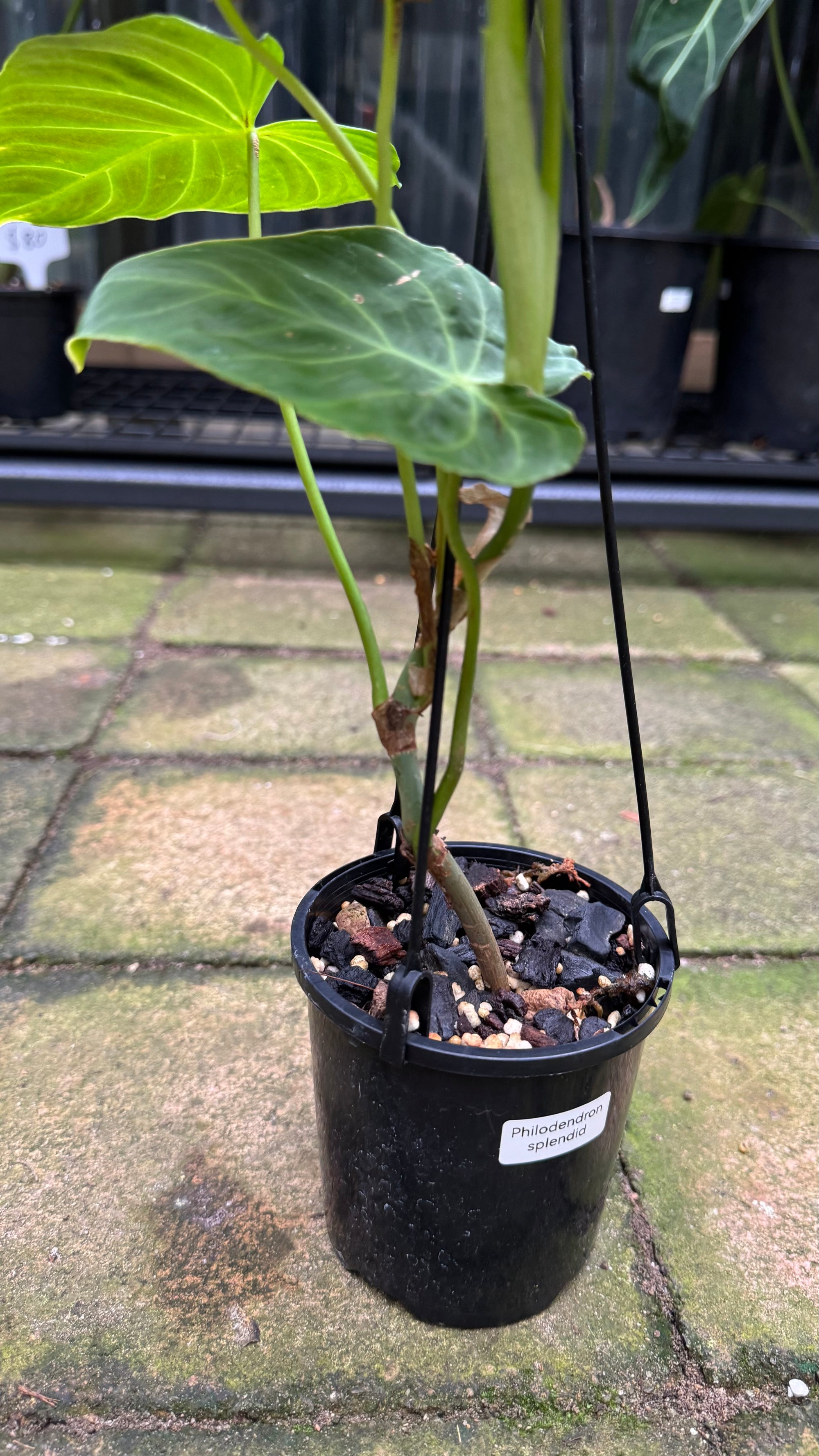 Philodendron 'Glorious'