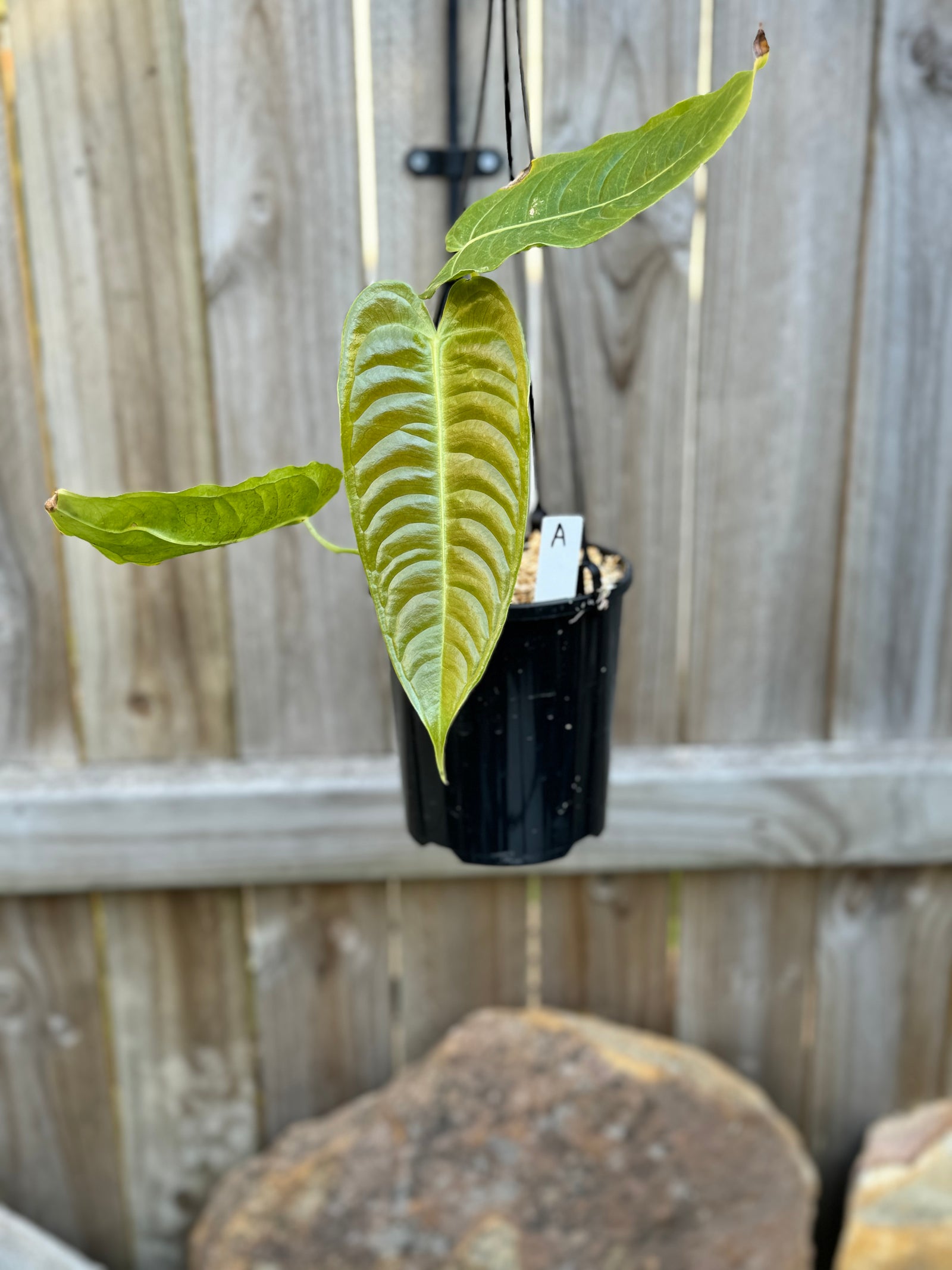 Anthurium Veitchii - King Anthurium - Narrow Form