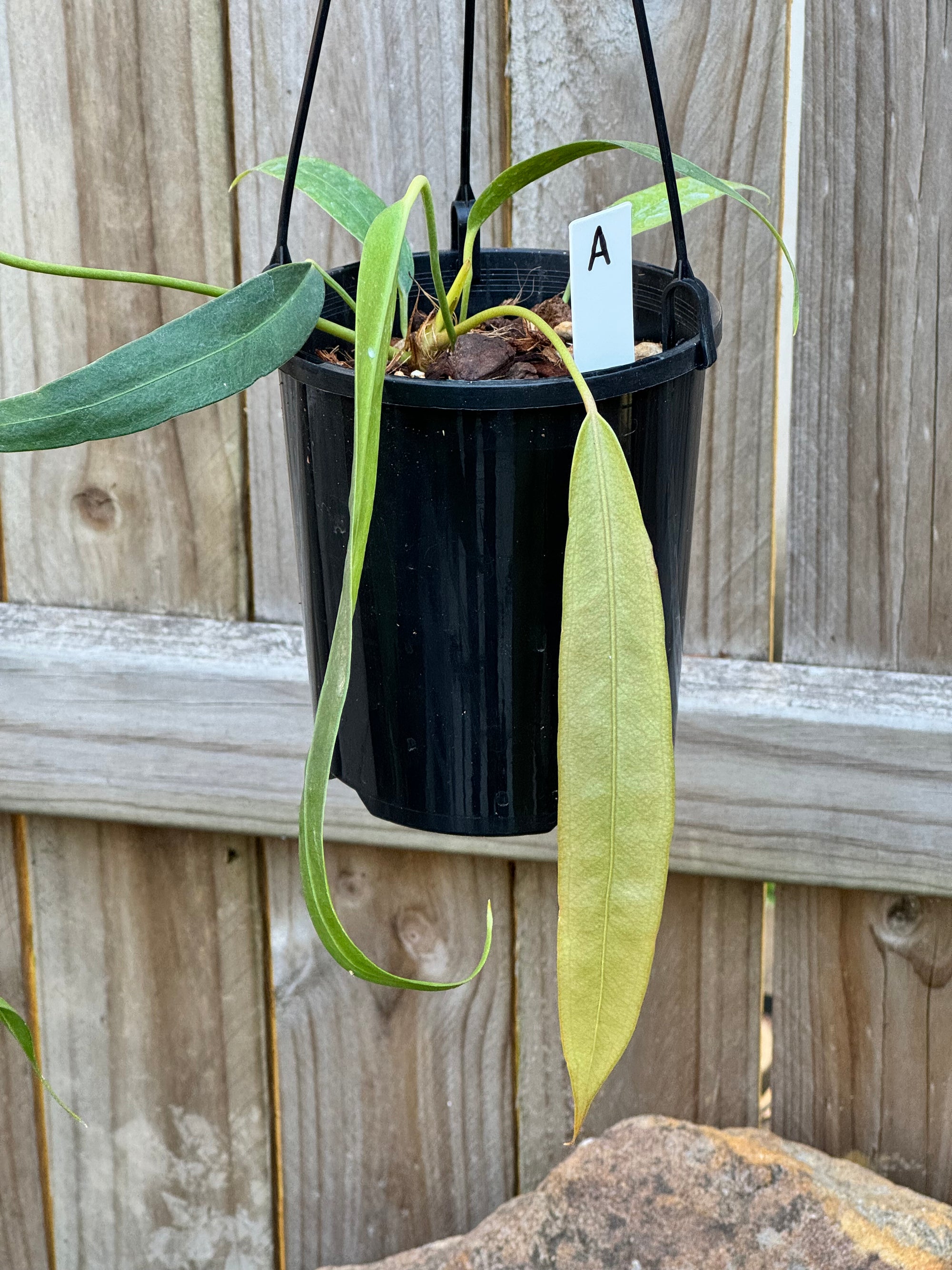 Anthurium Wendlingeri