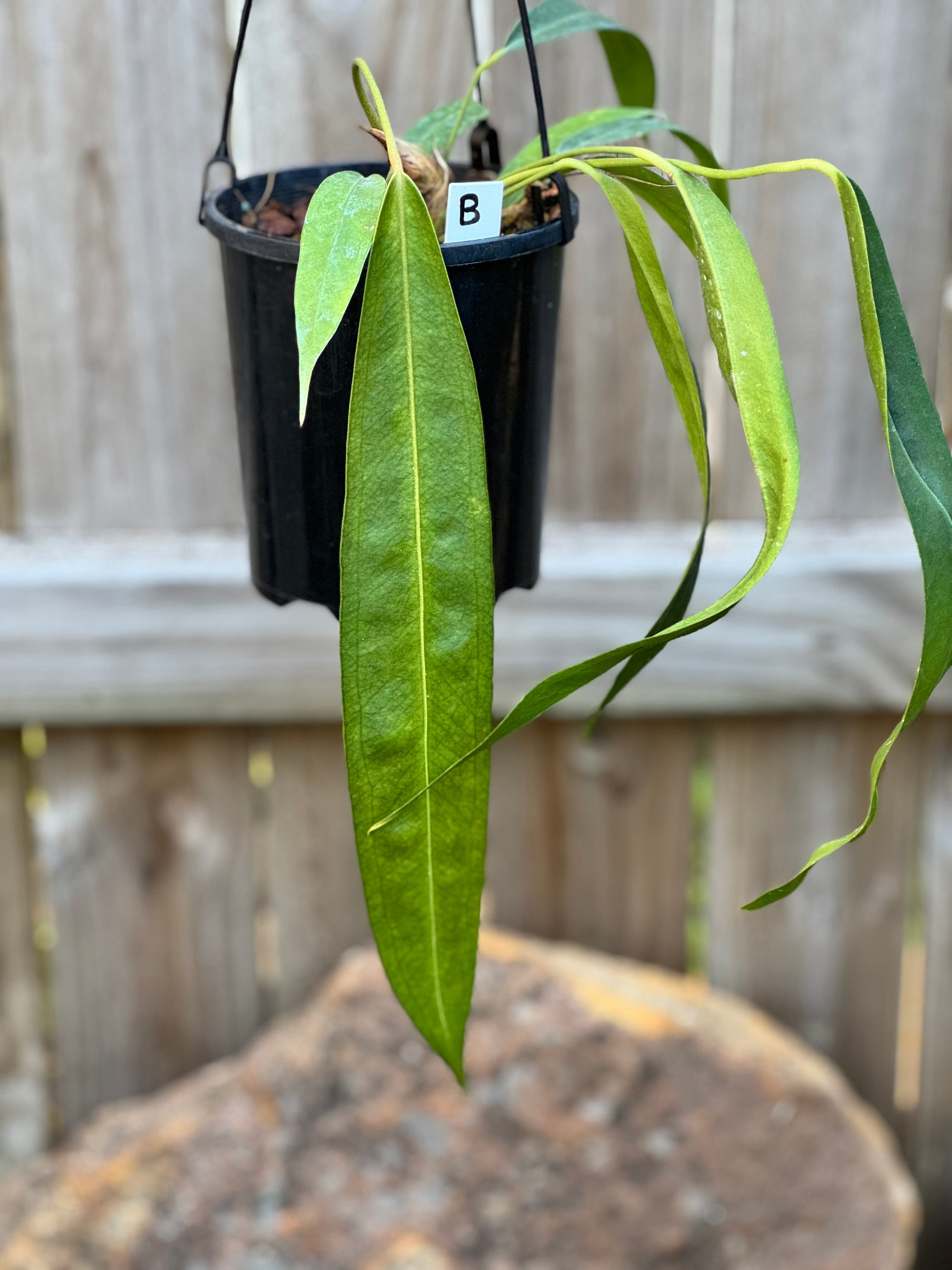 Anthurium Wendlingeri