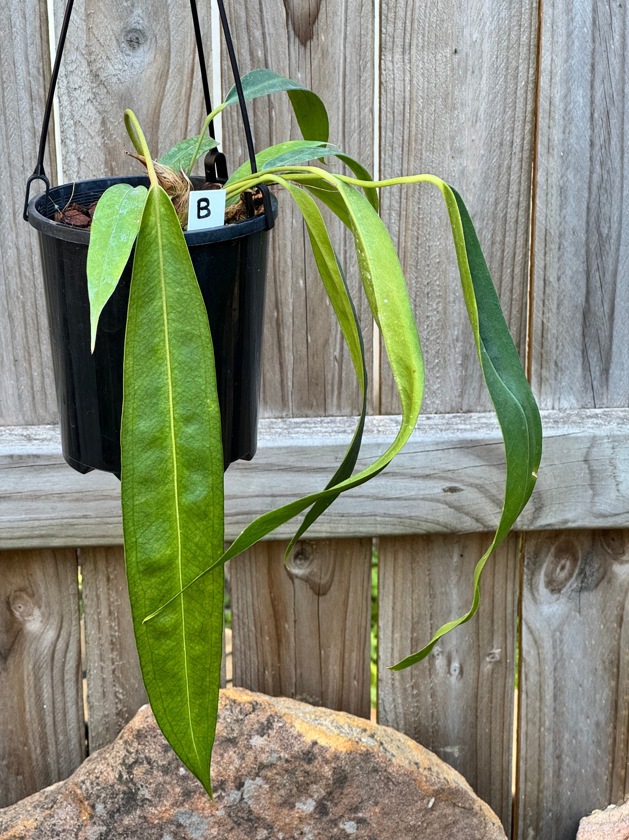 Anthurium Wendlingeri