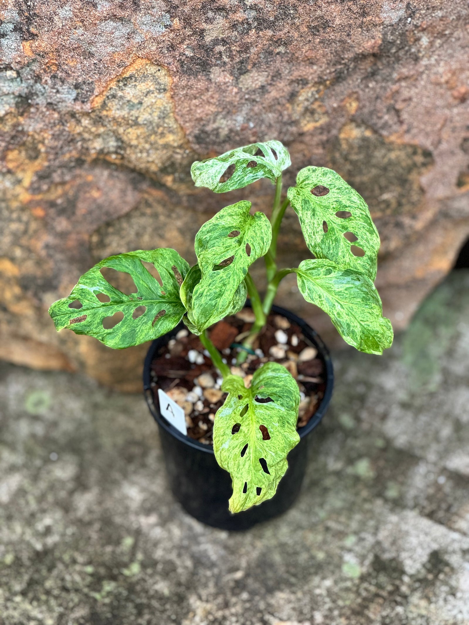 Monstera adansonii Mint